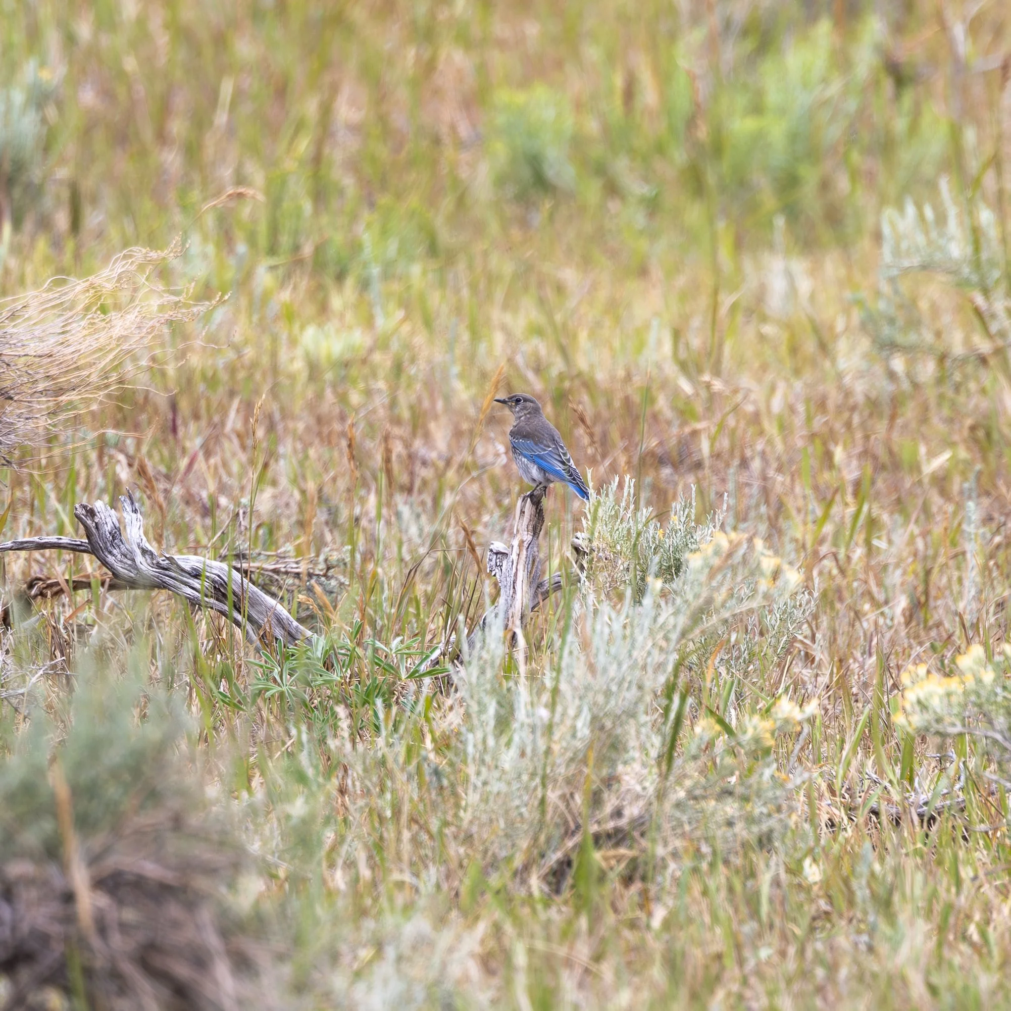 A small bird with blue wings perched on a dead branch in a grassy field.