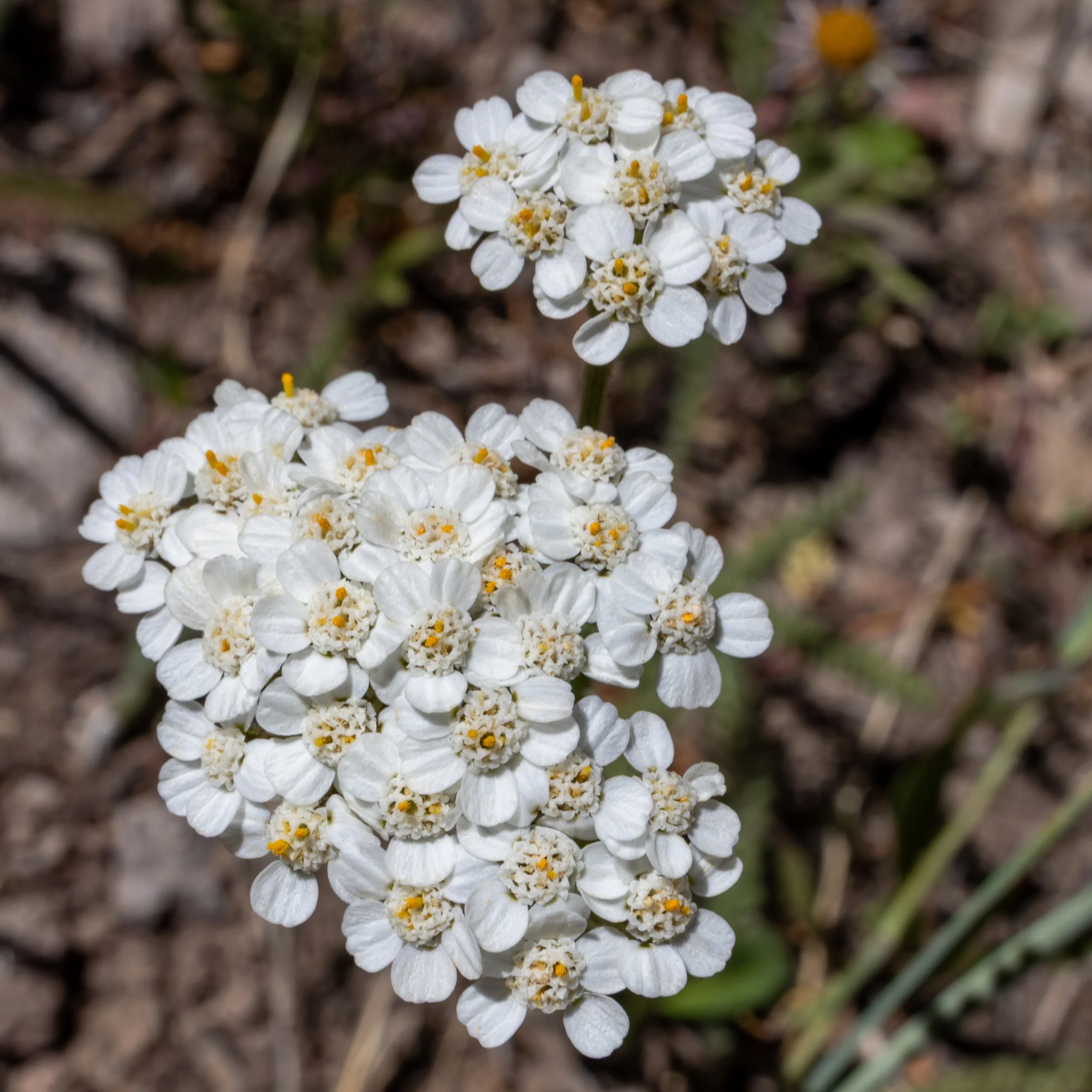 Two clusters of small white flowers with yellow centers growing in soil.