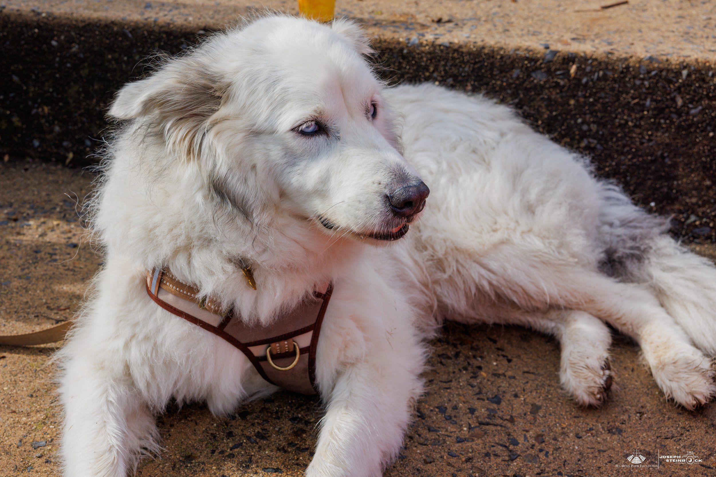 A white, fluffy dog lying on sandy ground with a dark border behind it, wearing a brown harness.
