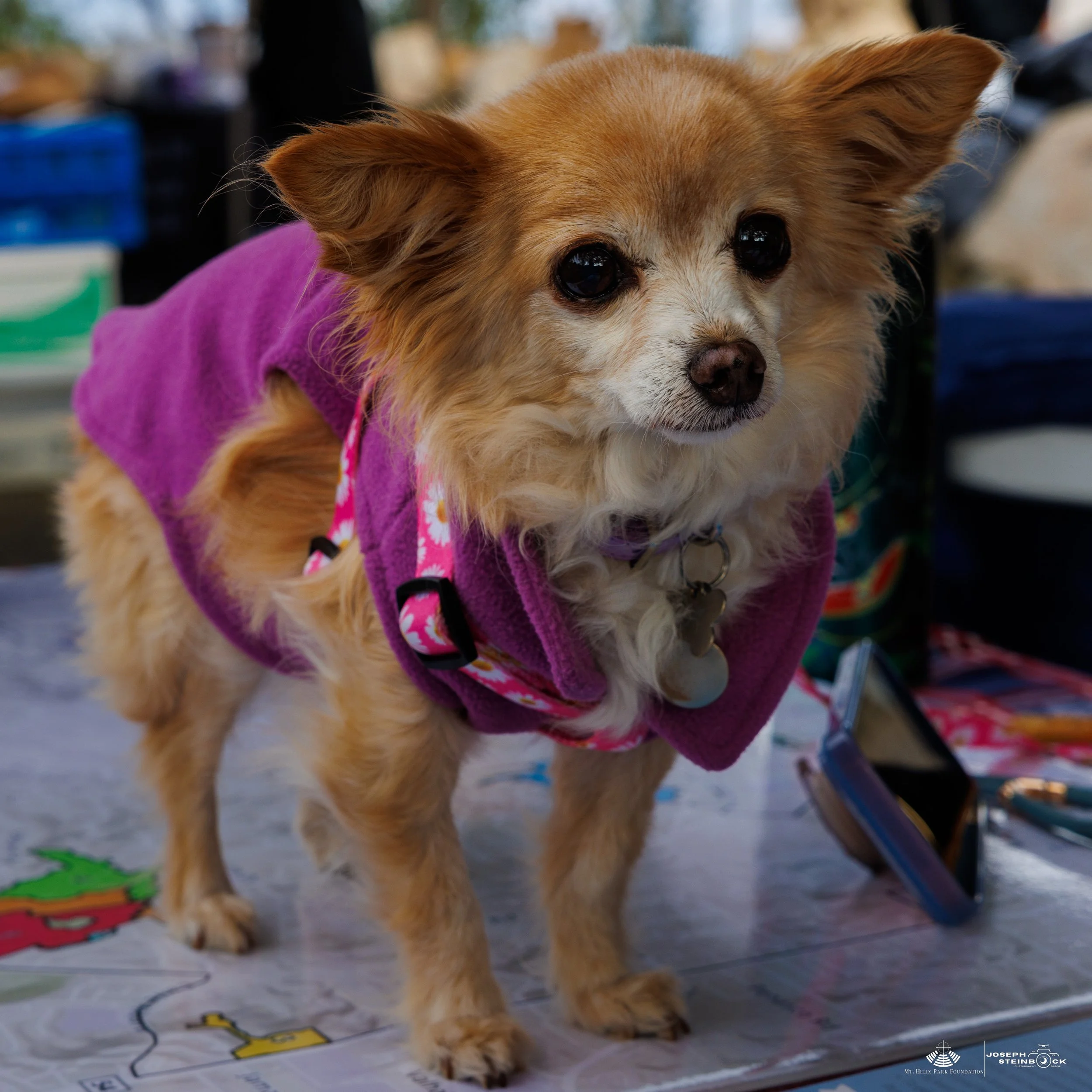 Small dog with tan and white fur, wearing a purple jacket and pink harness, standing on a table with colorful paper and a phone nearby.