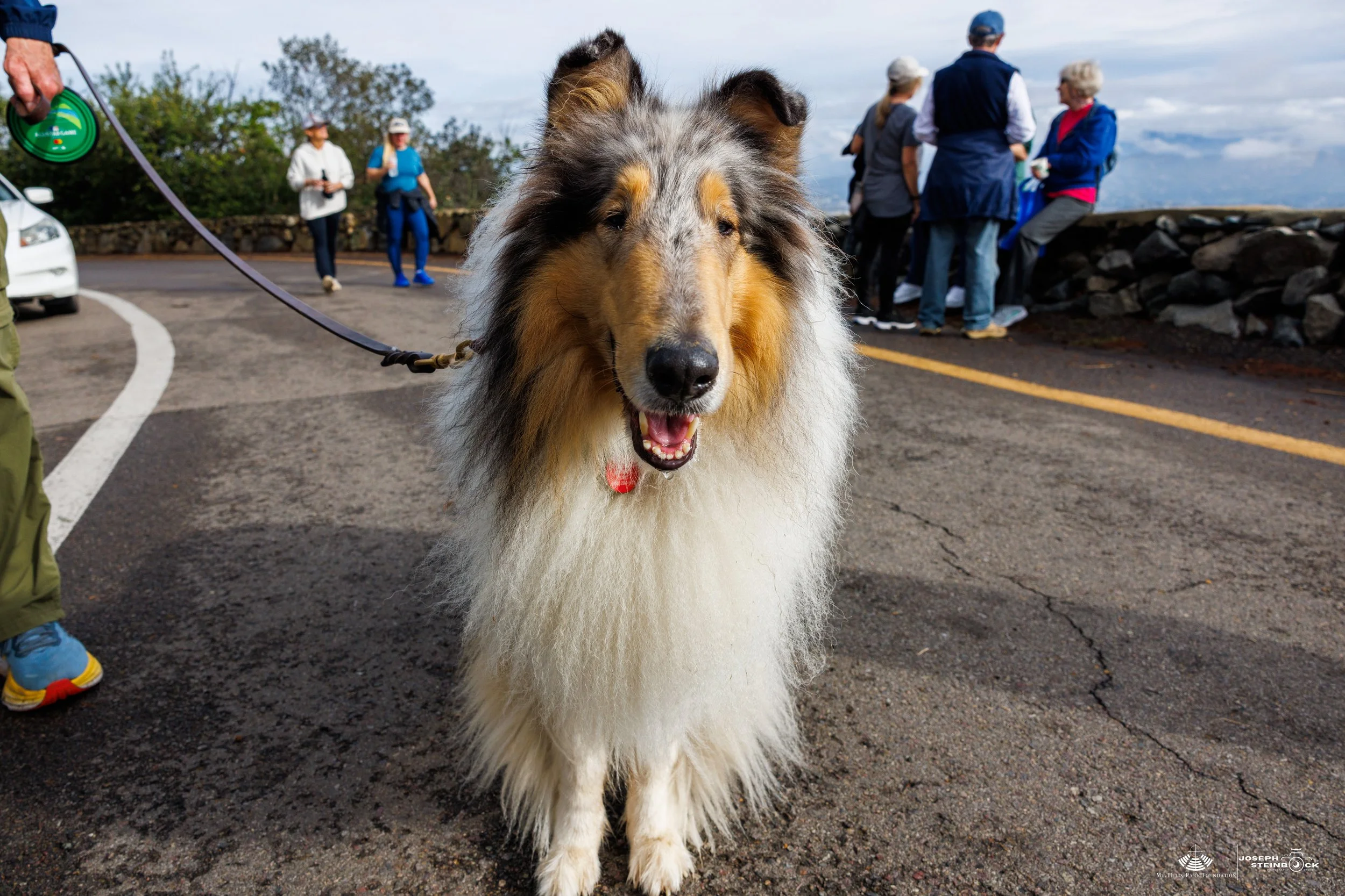 Close-up of a happy rough collie dog with a long coat and a red collar, standing on a paved area at a scenic overlook with a group of people in the background.