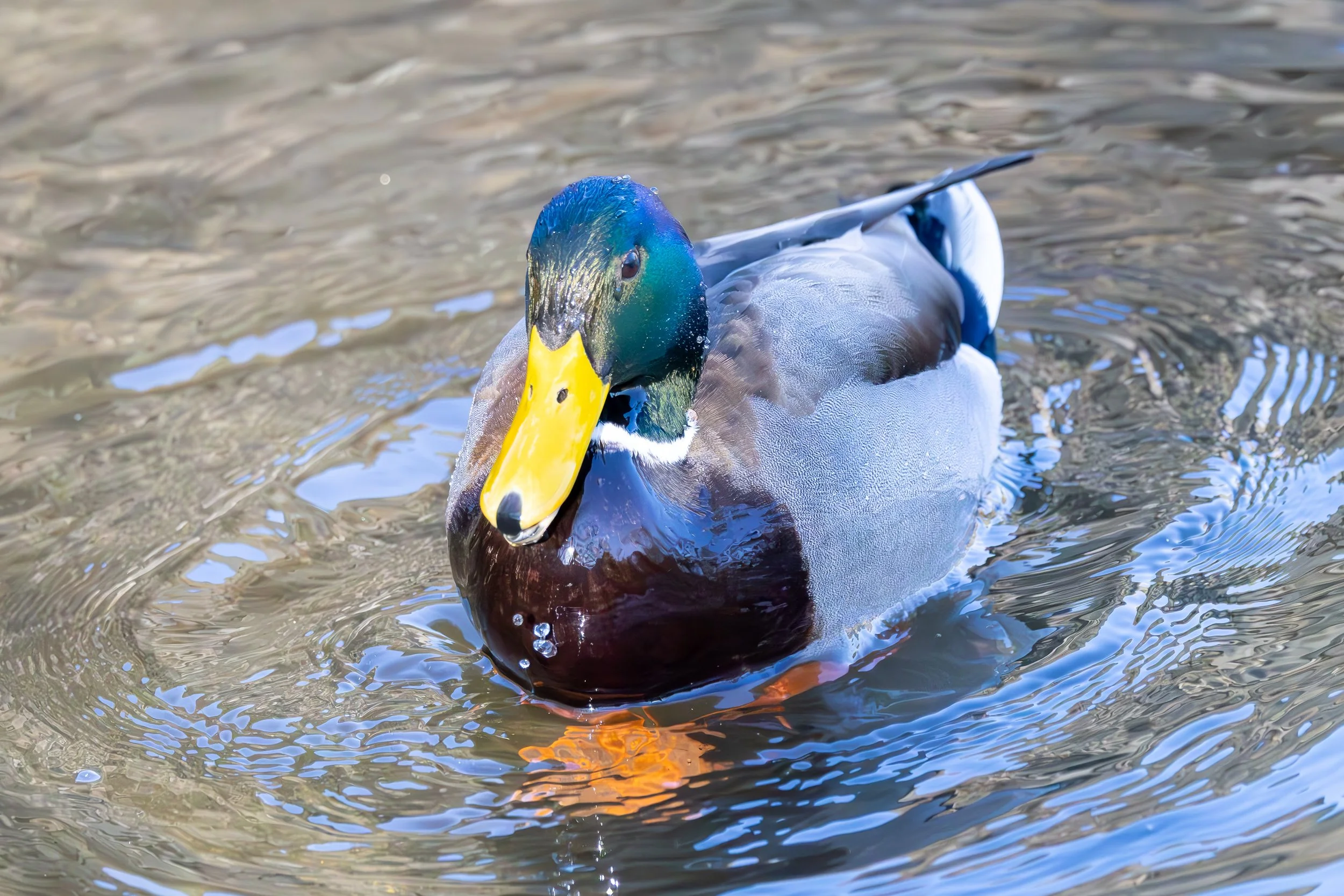 A mallard duck swimming in water, with a colorful green, blue, and yellow head and a yellow bill.