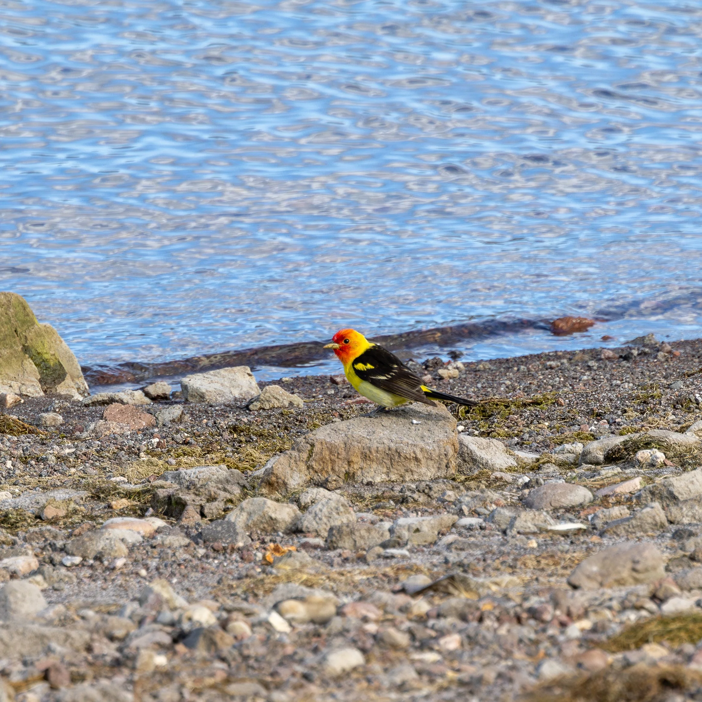 Colorful bird with yellow, black, and red feathers standing on a rocky shoreline near water.