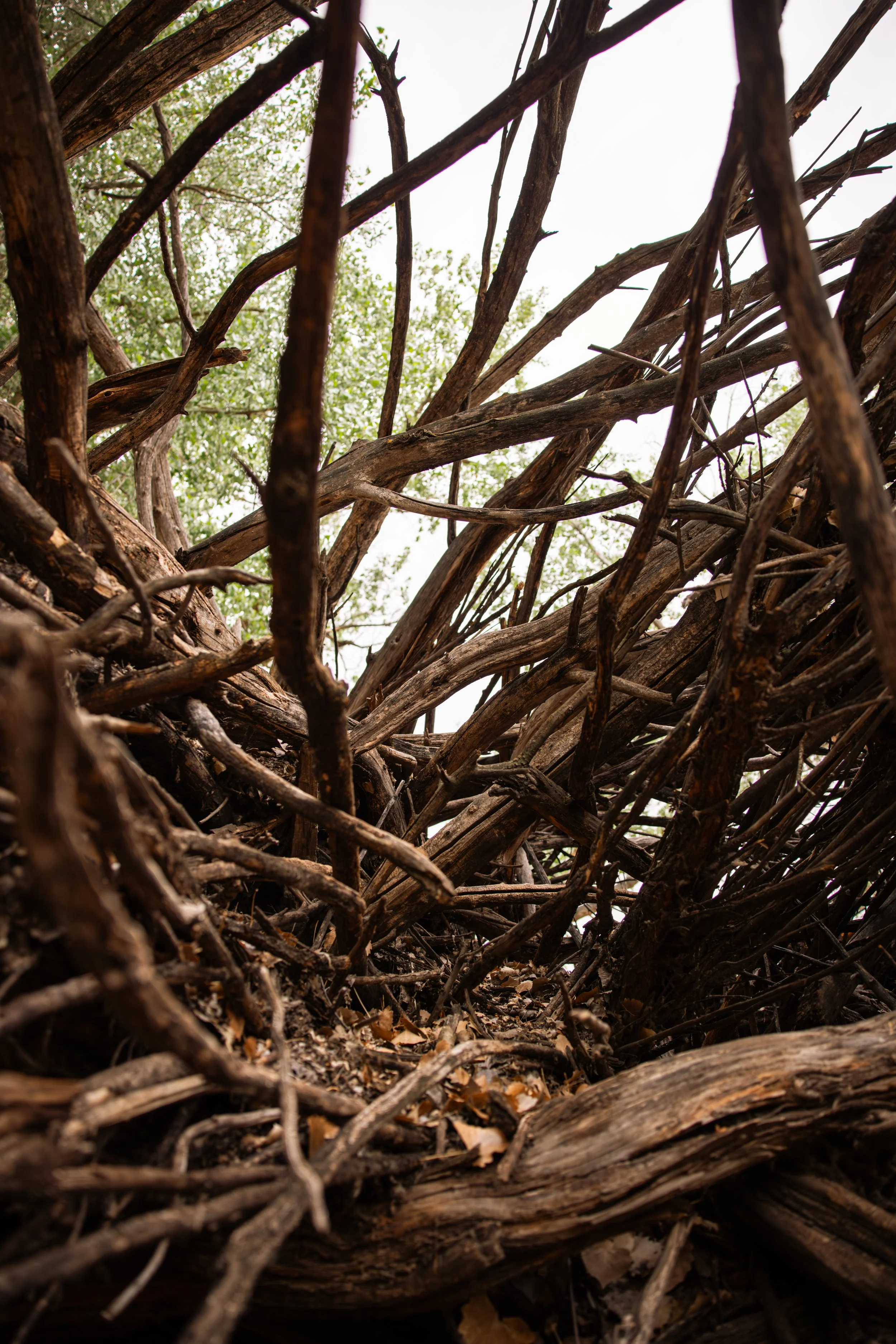 Low-angle view of a dense tangle of tree branches and roots, with some green leaves and a bright sky in the background.