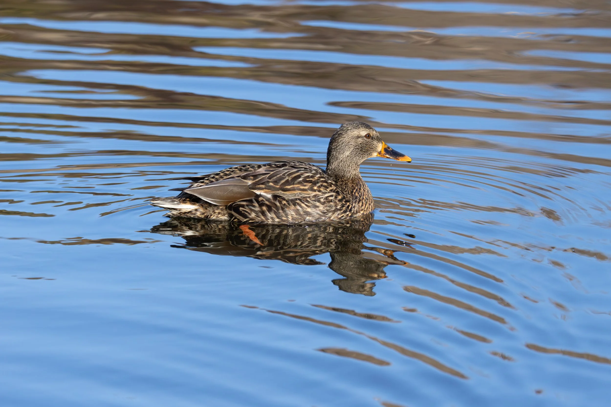 A duck swimming in a calm body of water with gentle ripples.