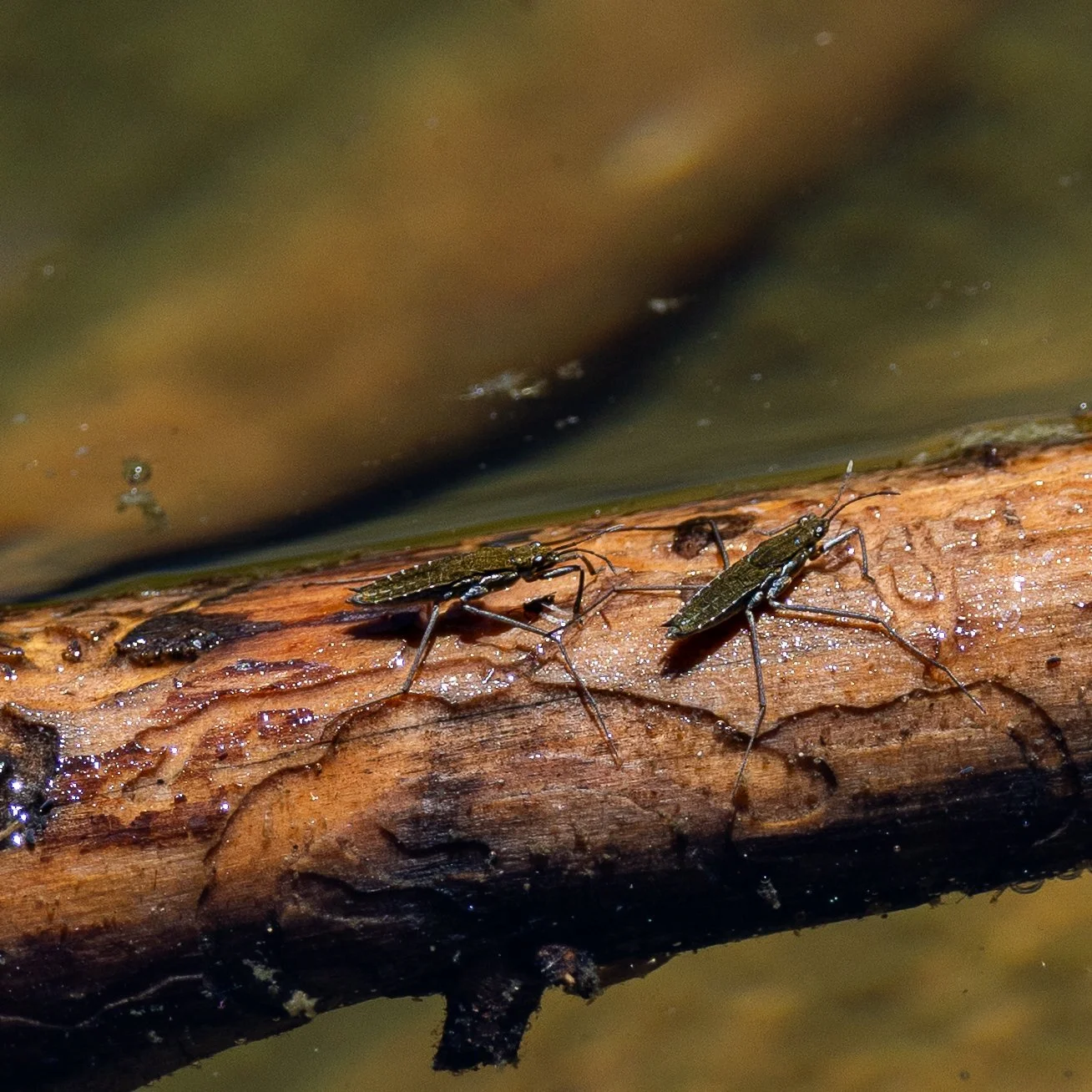 Close-up of two elongated insects with dark green bodies and long legs crawling on a wet log near water.