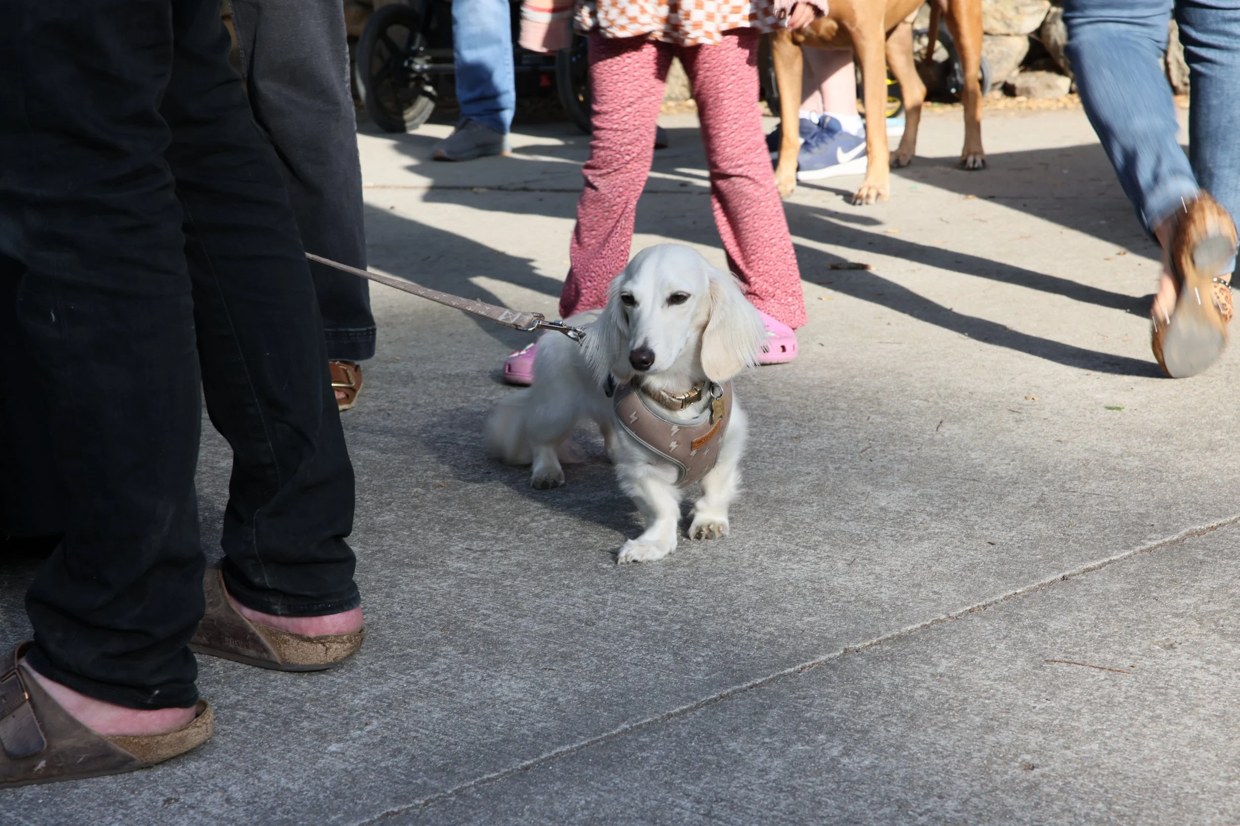 A light-colored Chihuahua wearing a harness is being walked on a leash by a person. Several people and other dogs are visible in the background on a concrete sidewalk.
