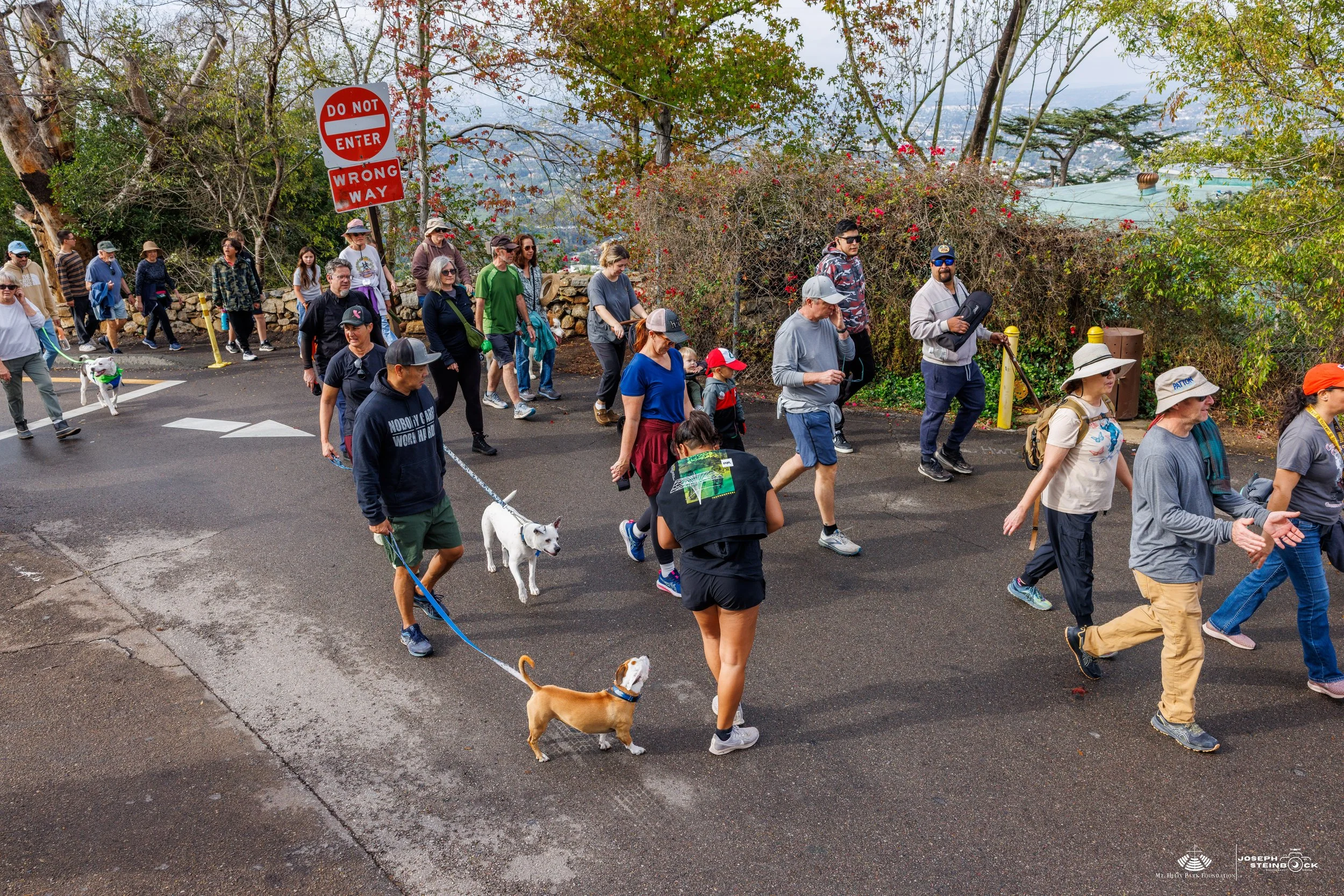 Group of people walking on a paved street with some dogs on leashes, surrounded by trees and bushes, in an outdoor setting during daytime.