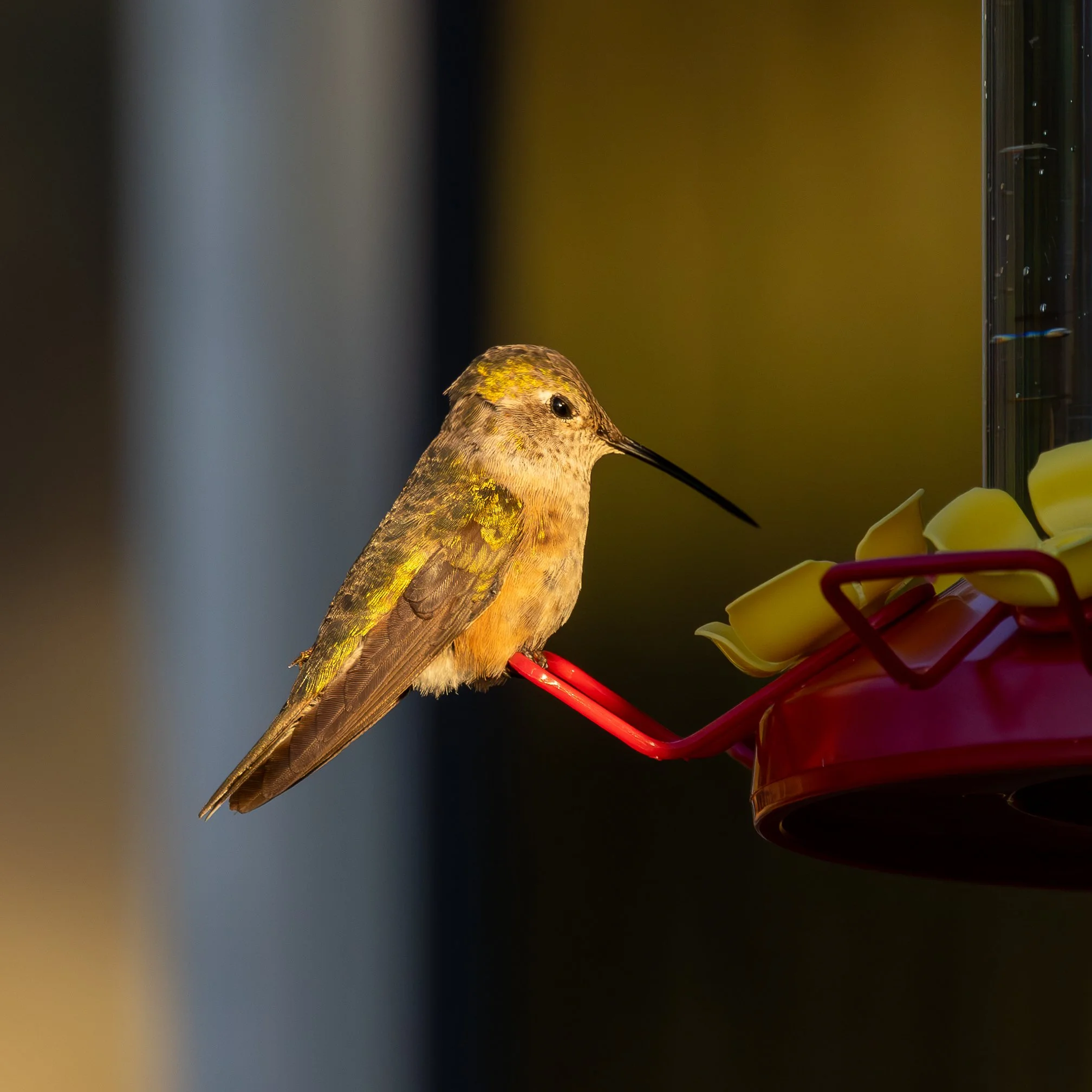 A hummingbird at a red and yellow feeder.