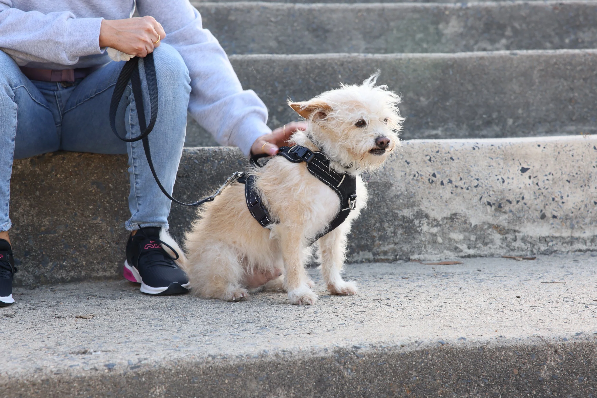 Person sitting on a concrete step, holding a leash attached to a small, fluffy, light-colored dog wearing a harness.