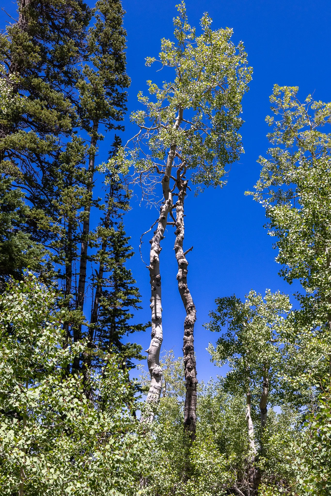 Tall trees with green leaves against a bright blue sky.