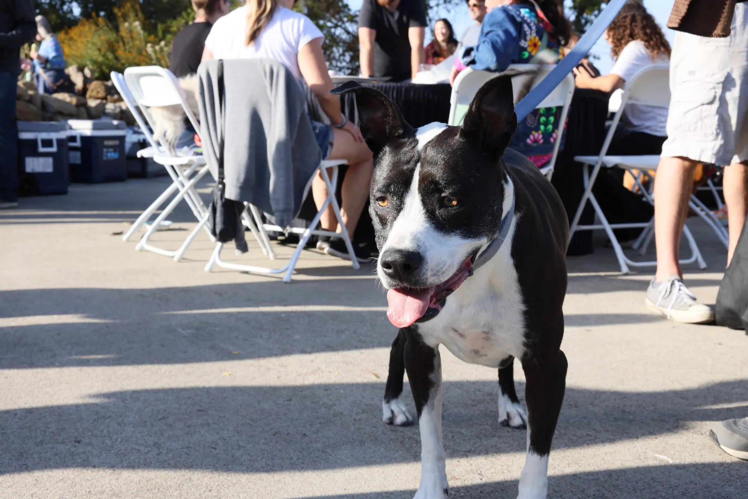 Black and white dog with its tongue out standing outdoors with a group of people sitting at tables in the background.
