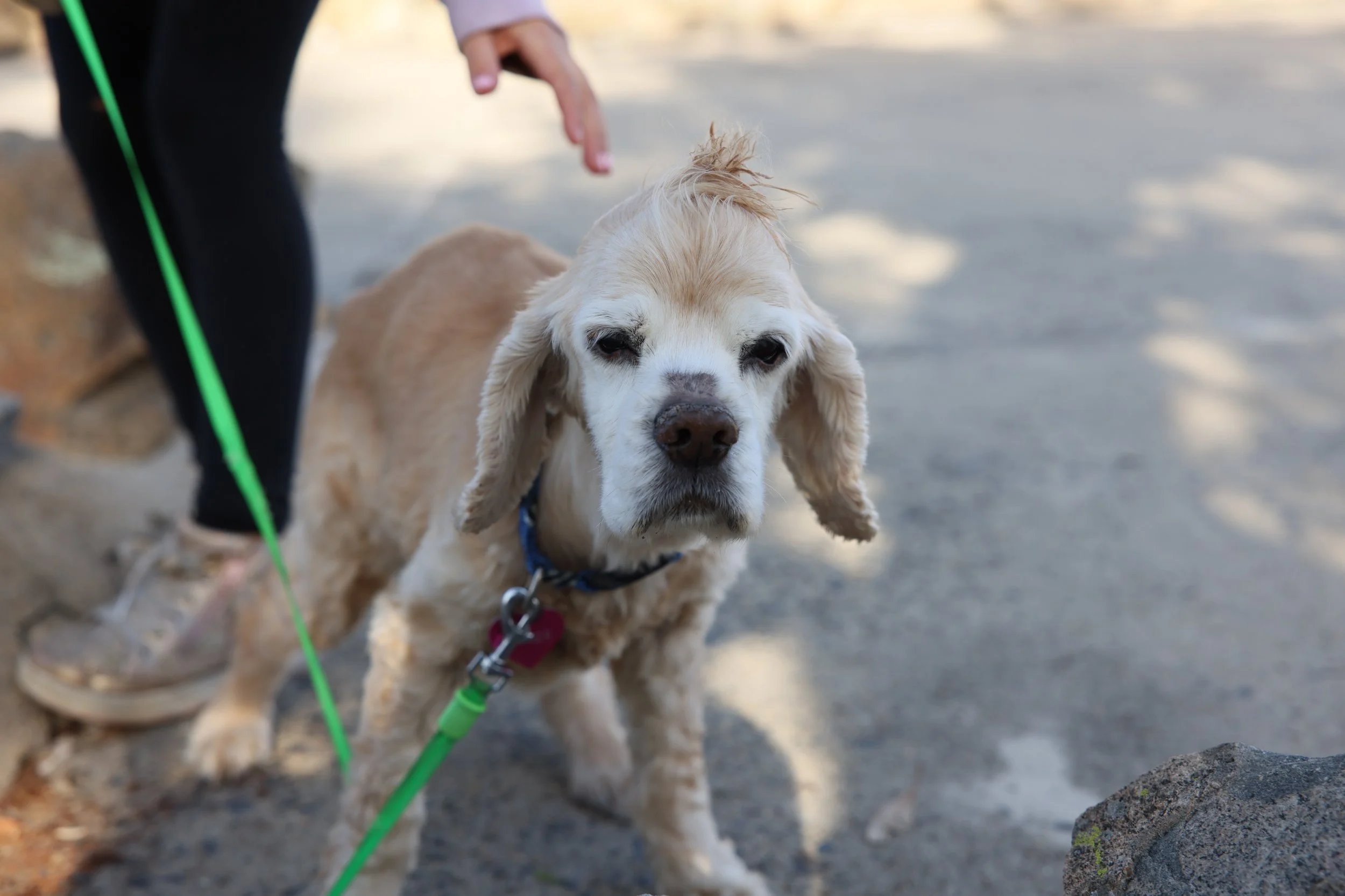 A person with black pants and tan shoes holding a leash attached to a beige and white dog with floppy ears and a sad expression, outdoors on a gravel surface.