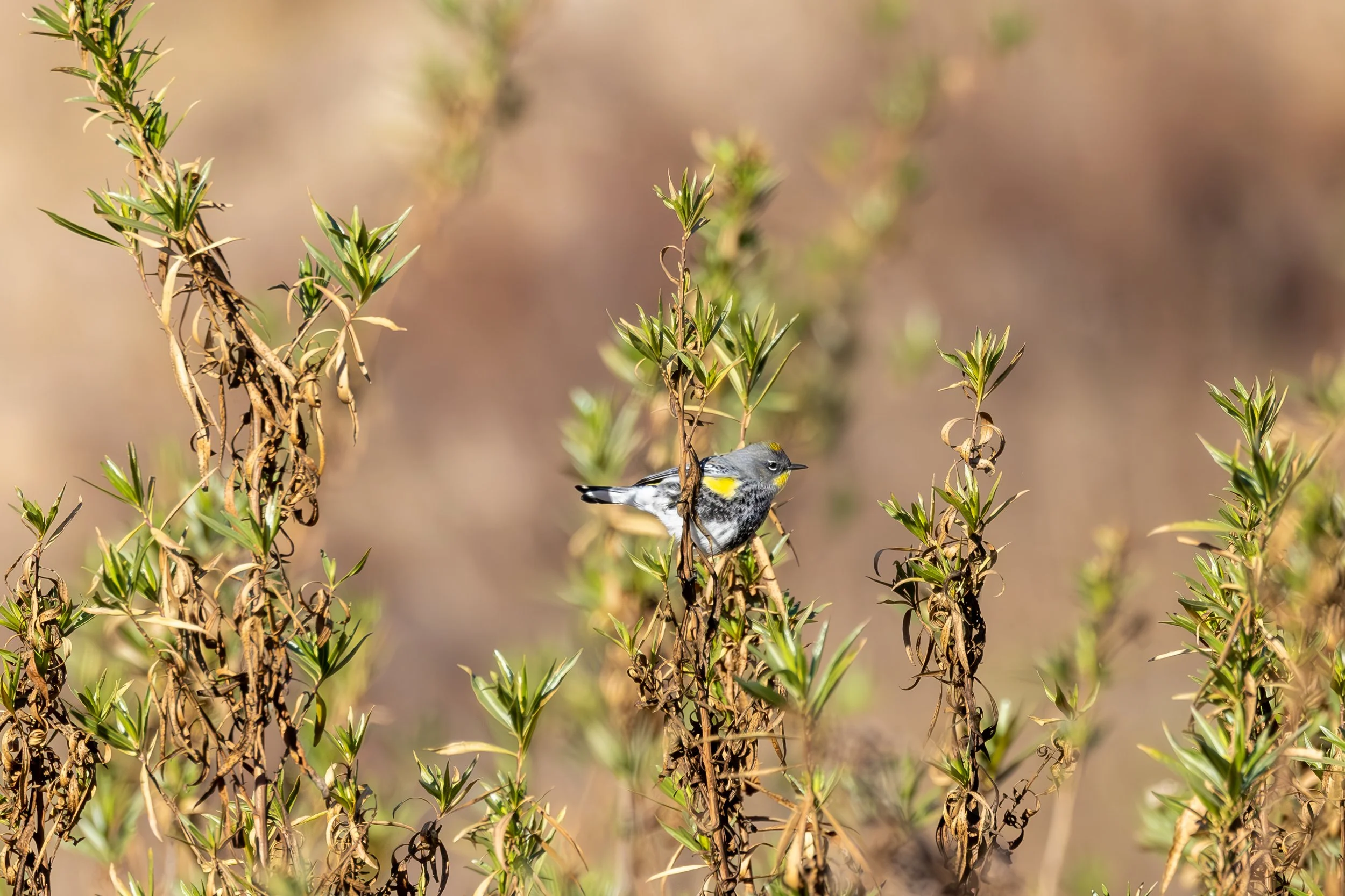 A small yellow and gray bird perched on a leafy plant in a natural outdoor setting.