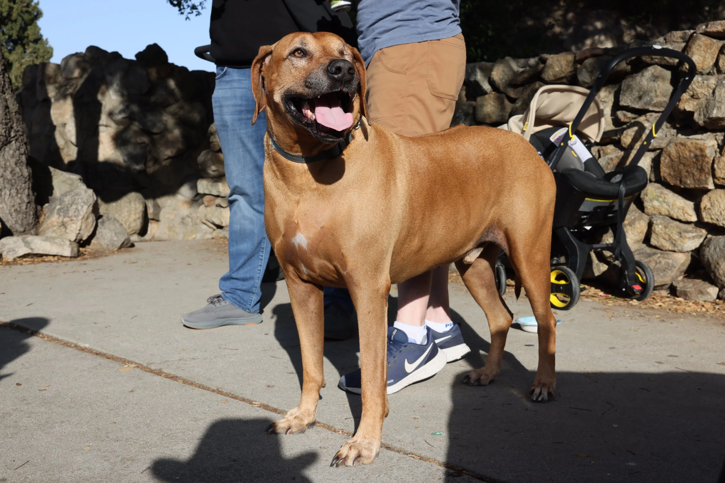 A happy brown dog with a black collar standing on a sidewalk, people and a stone wall in the background.