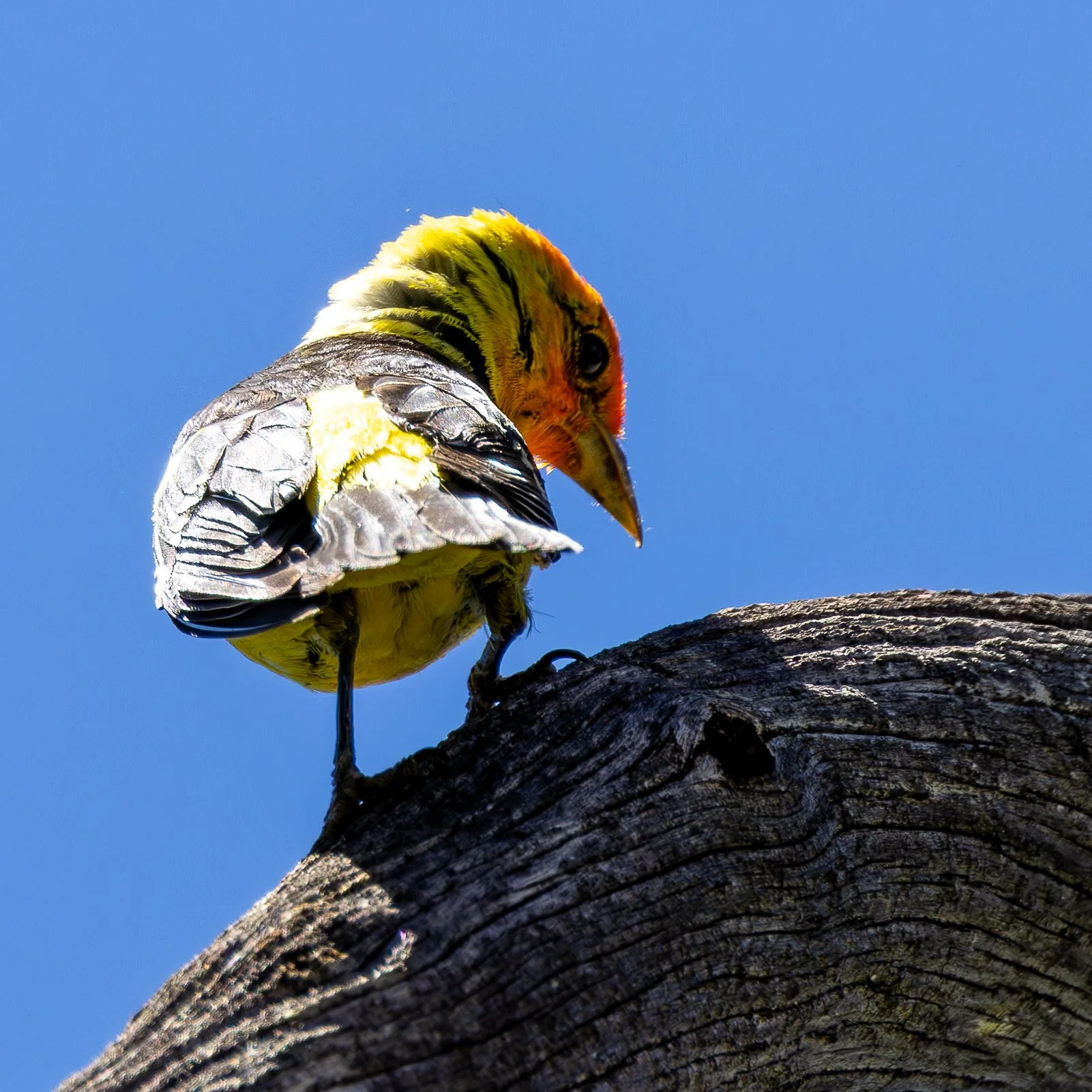 A colorful bird with a bright orange and yellow head, perched on a dark, weathered tree branch against a clear blue sky.