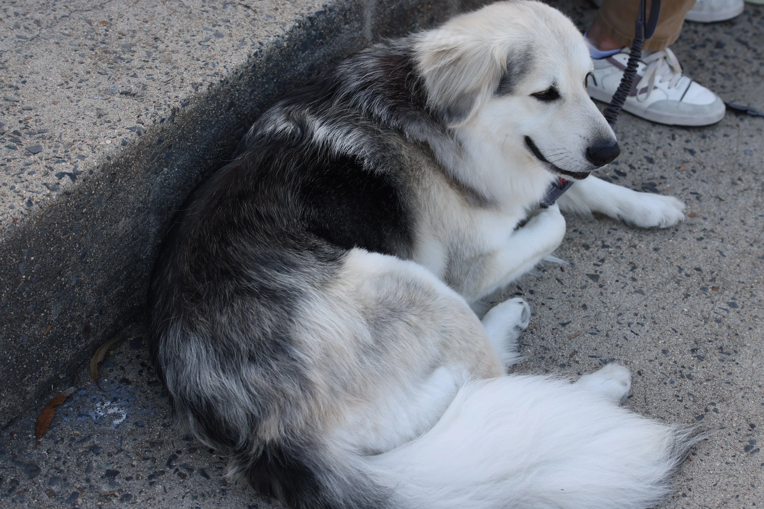 A large fluffy dog, possibly a Border Collie mix, with a black and white coat, is sitting on a sidewalk next to a curb. Its eyes are half-closed, and it has a relaxed expression. A person in white sneakers and tan pants is partially visible nearby, h