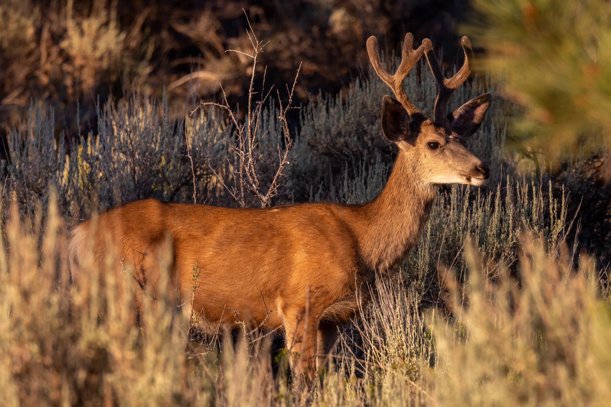A brown deer with antlers standing among dry grass and bushes in a natural outdoor setting.