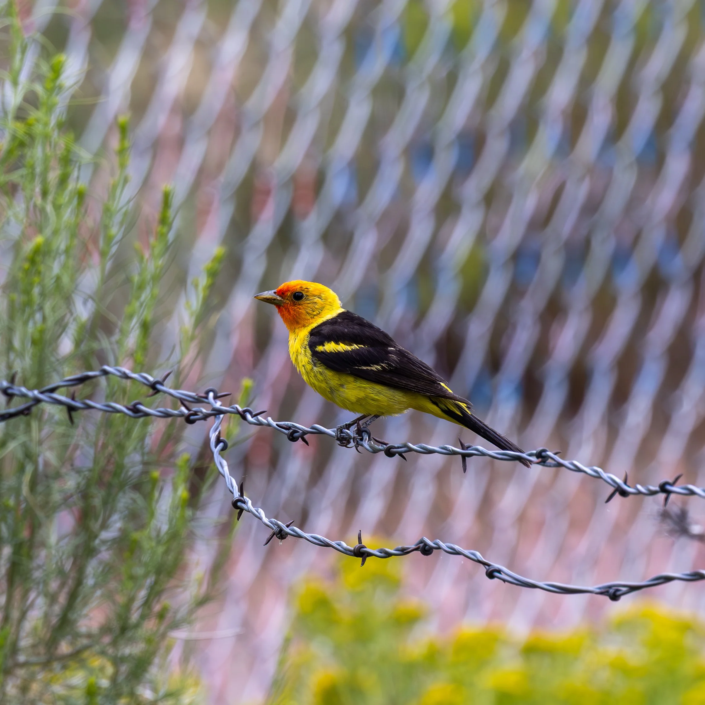 A colorful bird with yellow, black, and red feathers perched on a wire fence with a blurred background of plants and fencing.