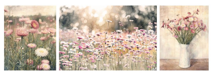 Set of 3 pictures of paper daisies