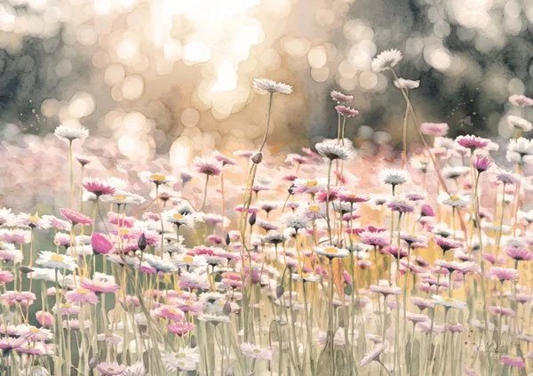 Flower-Field-web.jpg