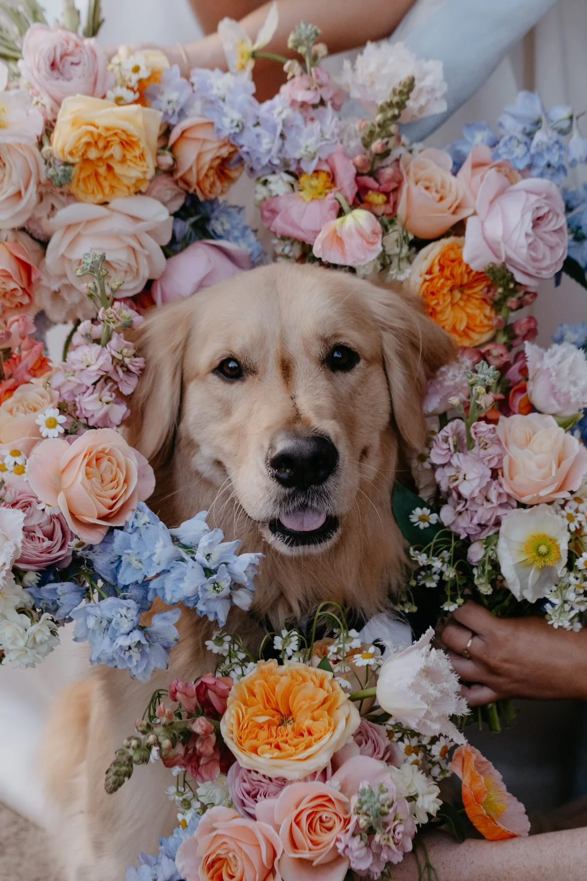 A golden retriever surrounded by a large assortment of colorful flowers, including roses, daisies, and other blooms, with a person's hand holding a bouquet on the right side.