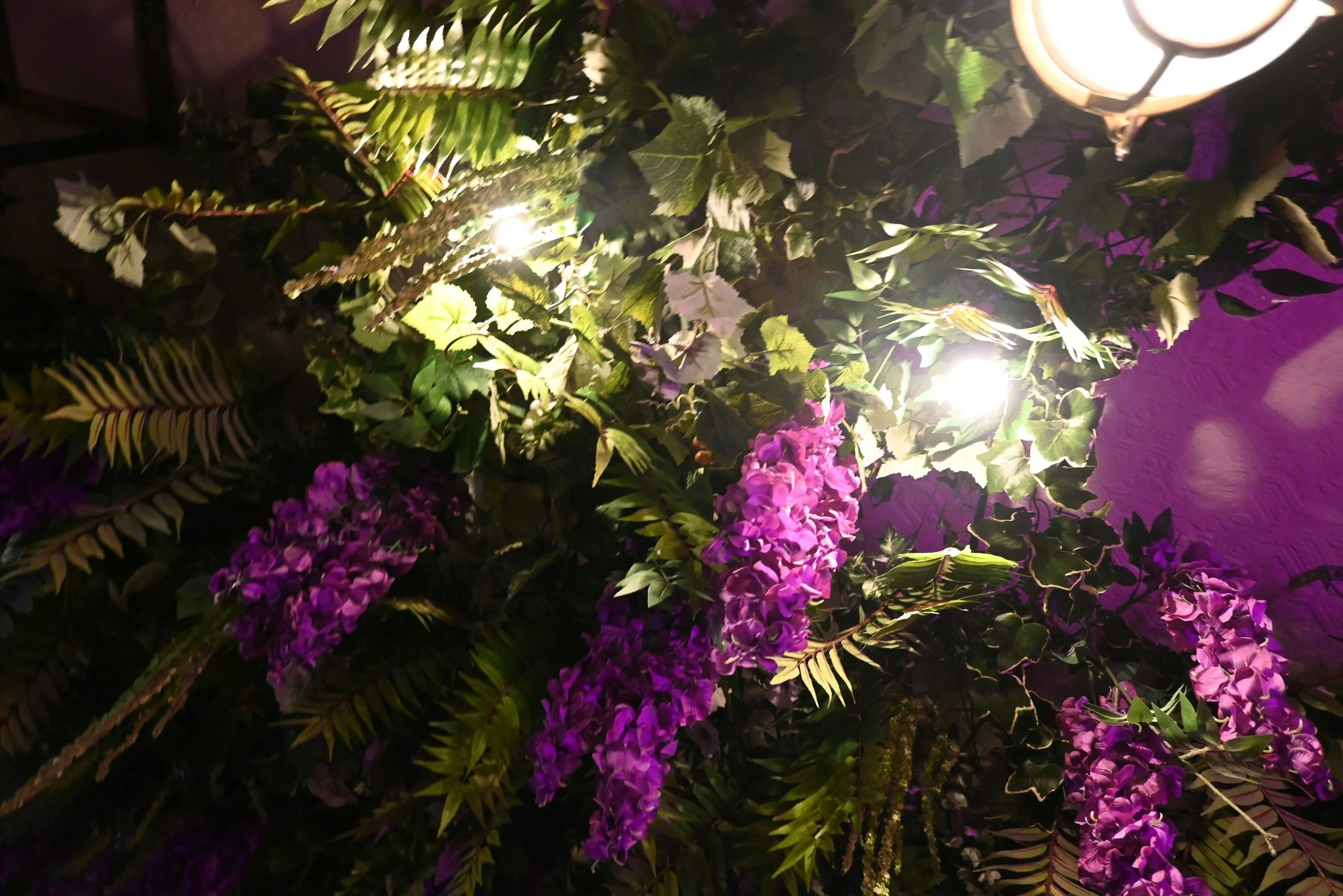 Purple flowers and green foliage illuminated by bright lights in an indoor setting.