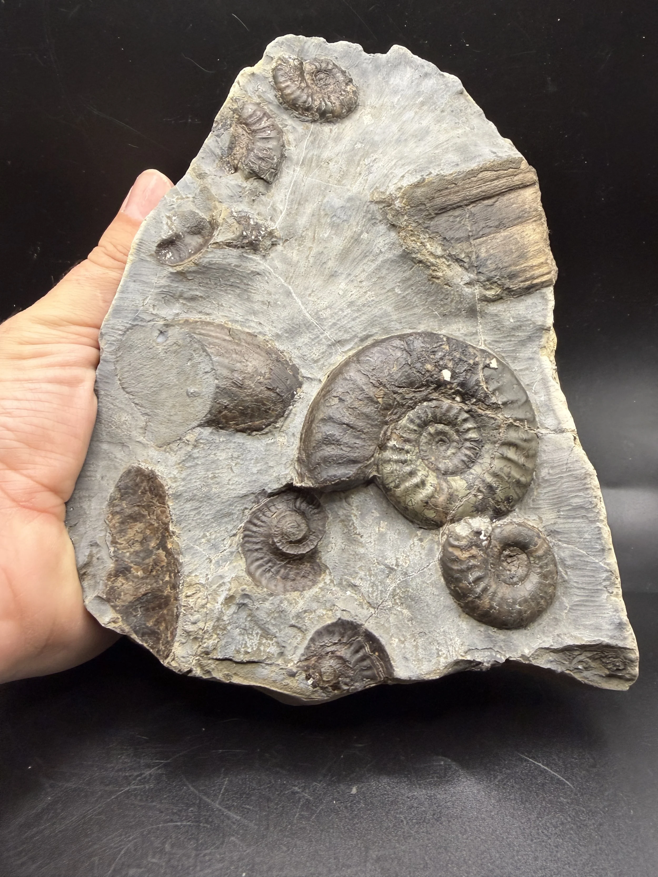 Grammoceras Thouarense