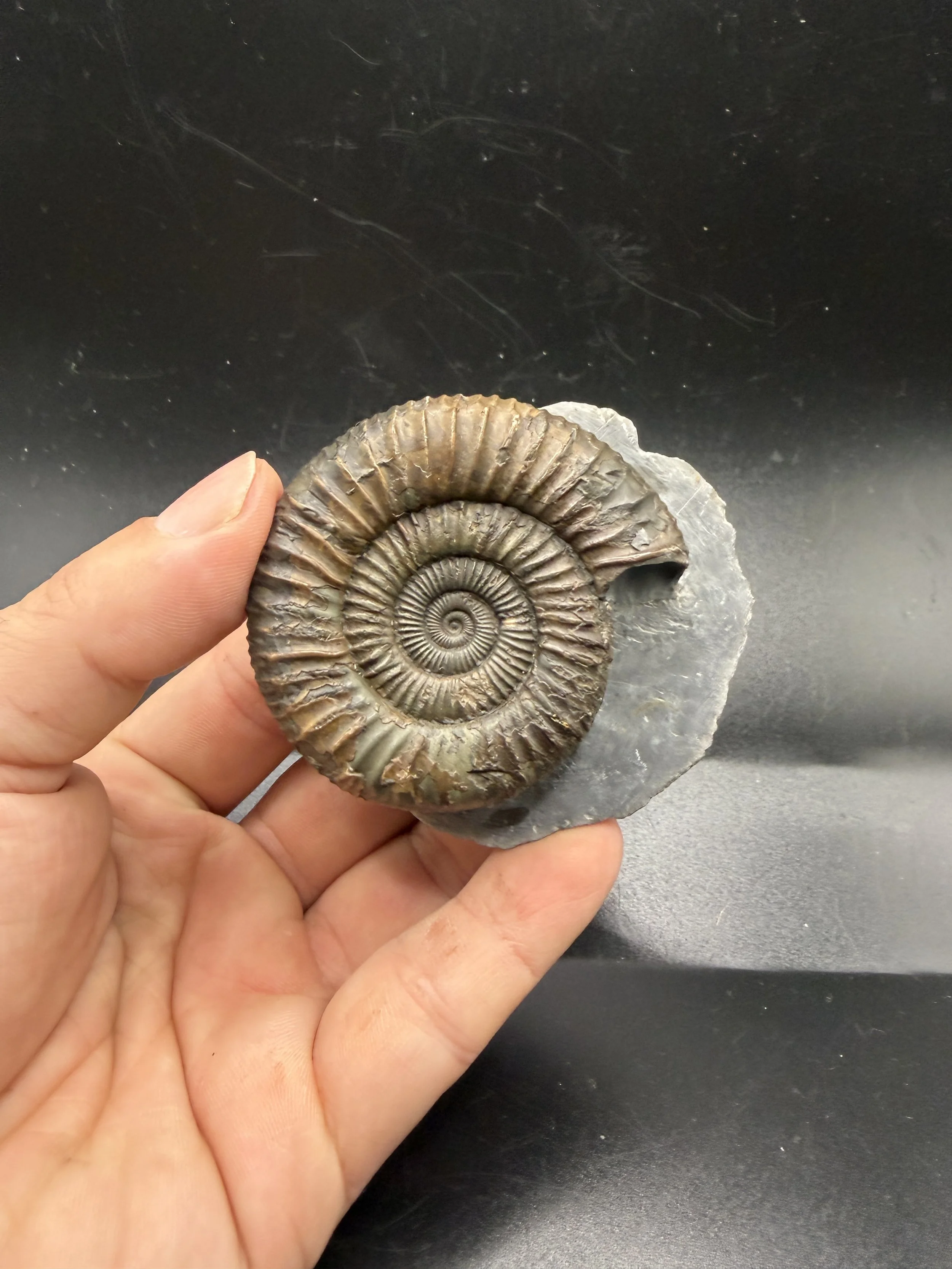 Dactylioceras Sp