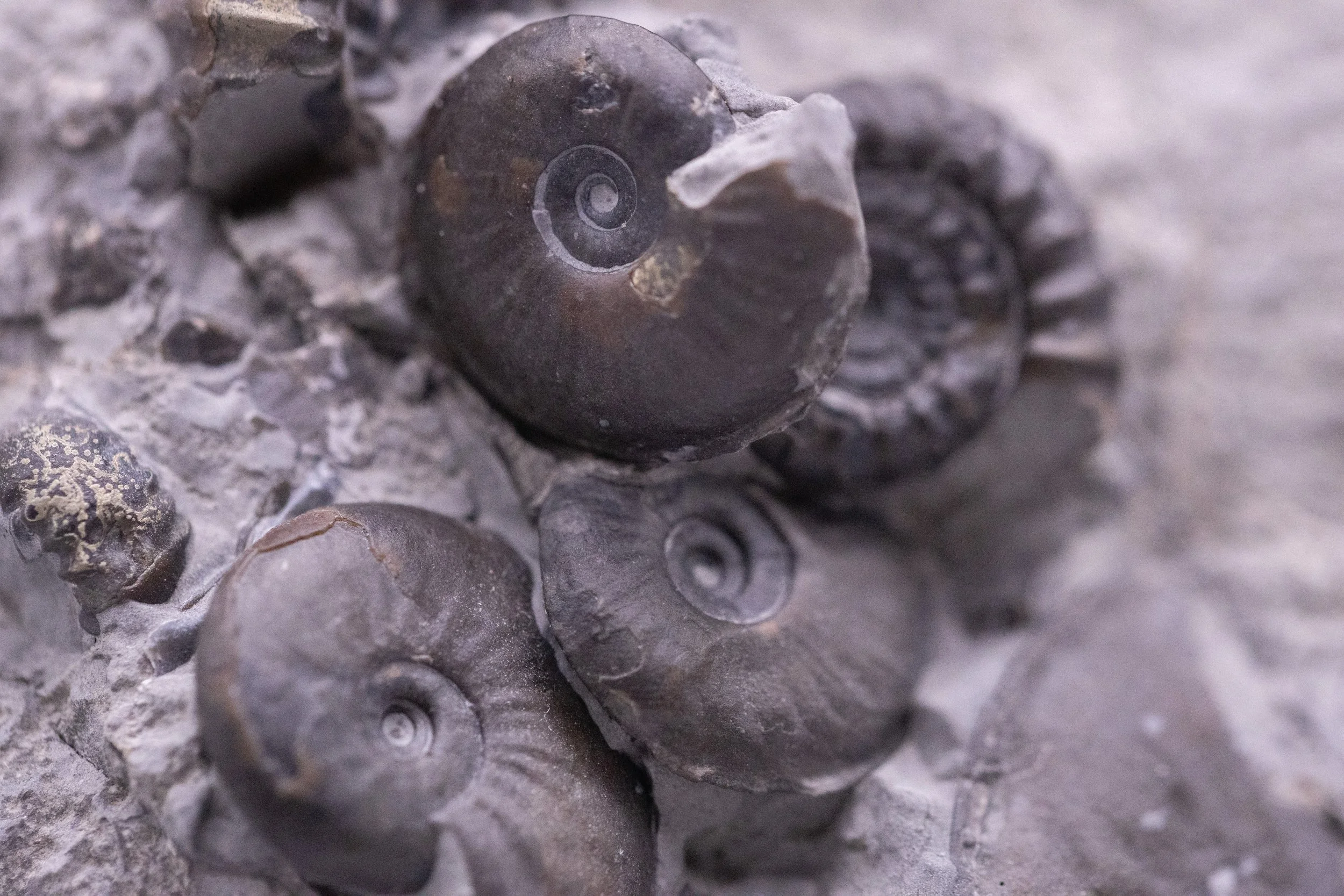 Close-up of fossilized ammonite shells embedded in a rock.