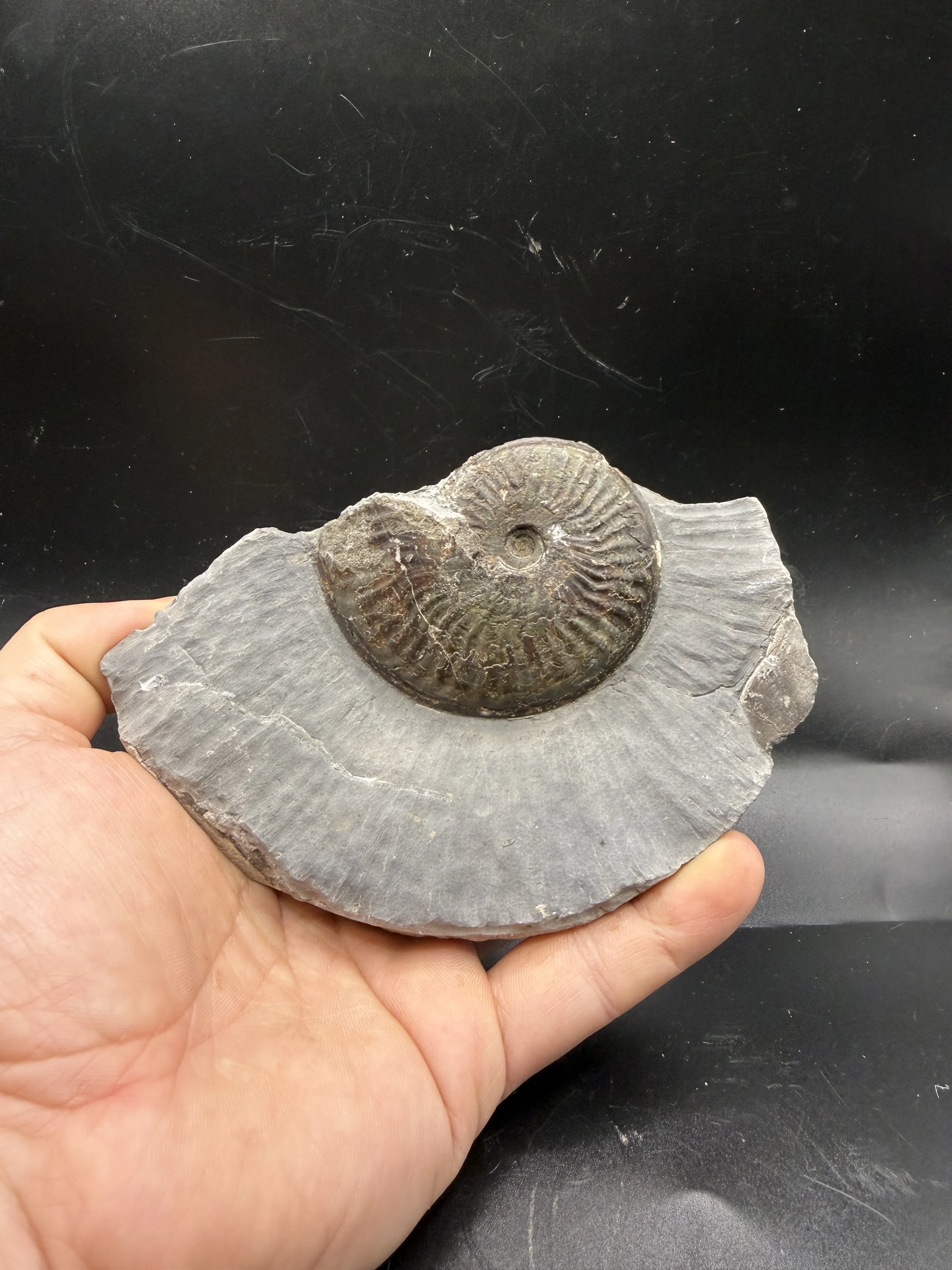 Pseudolioceras Lythense