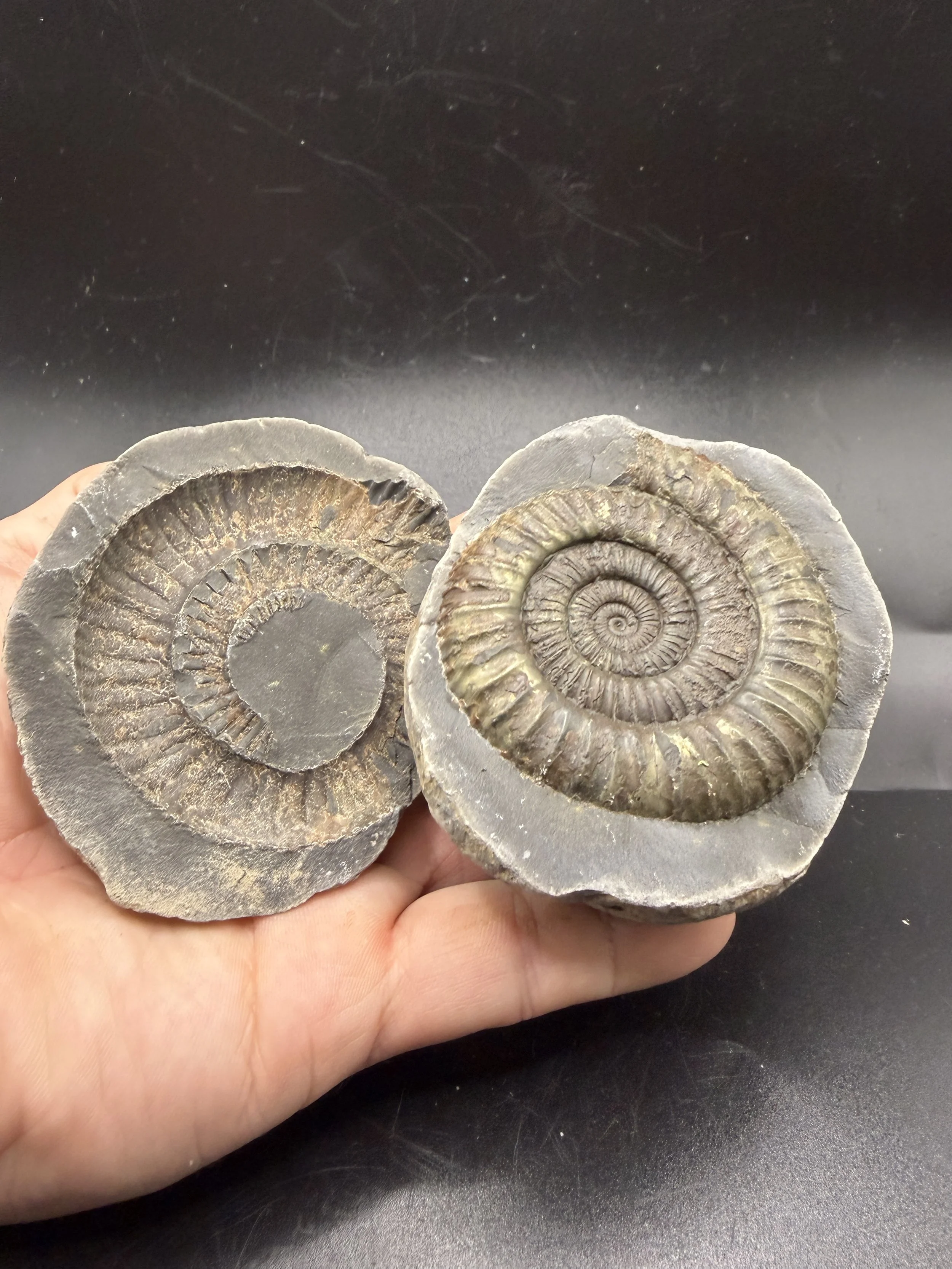 Dactylioceras SP Pos/Neg