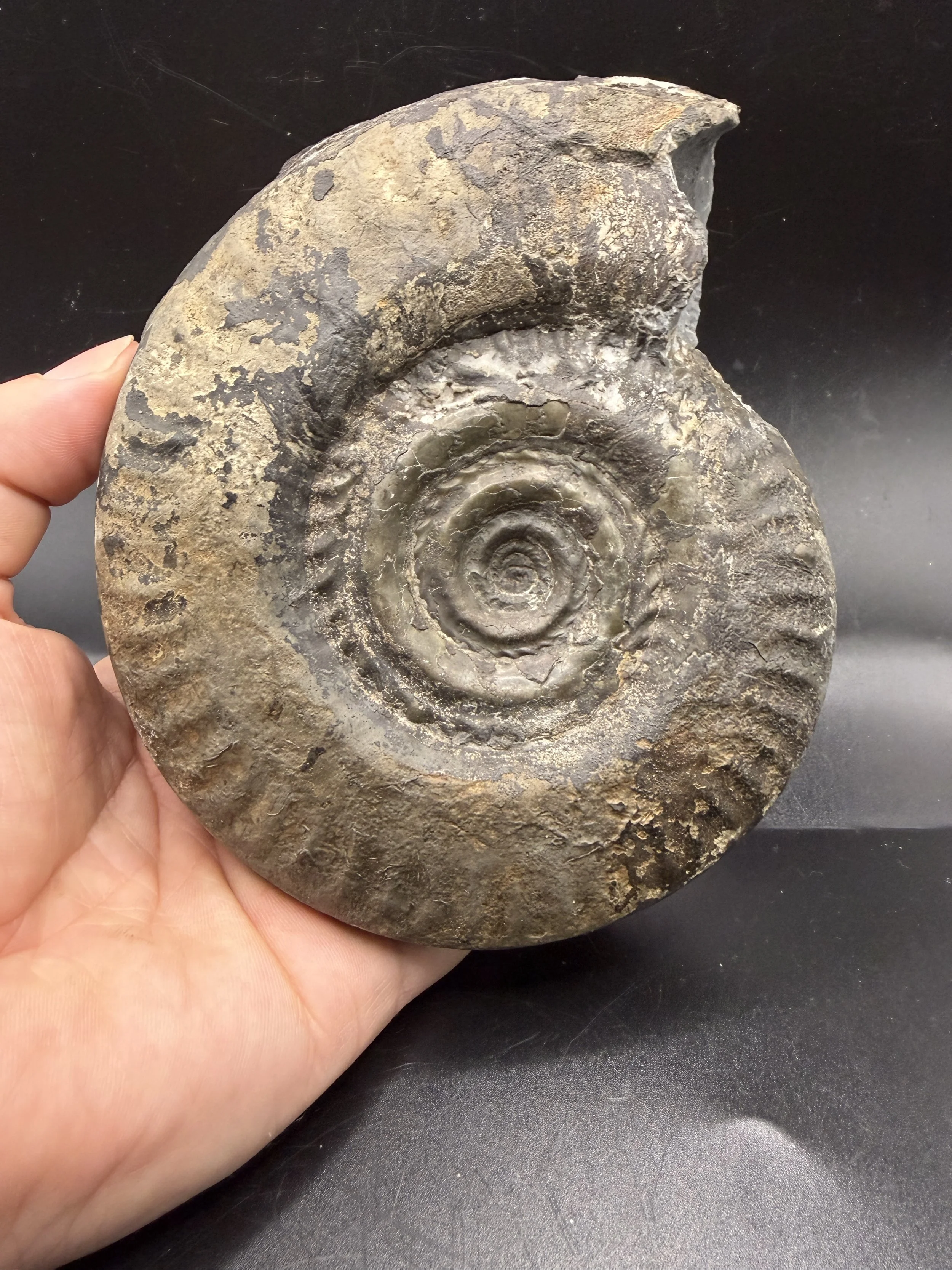 Hildoceras Bifrons