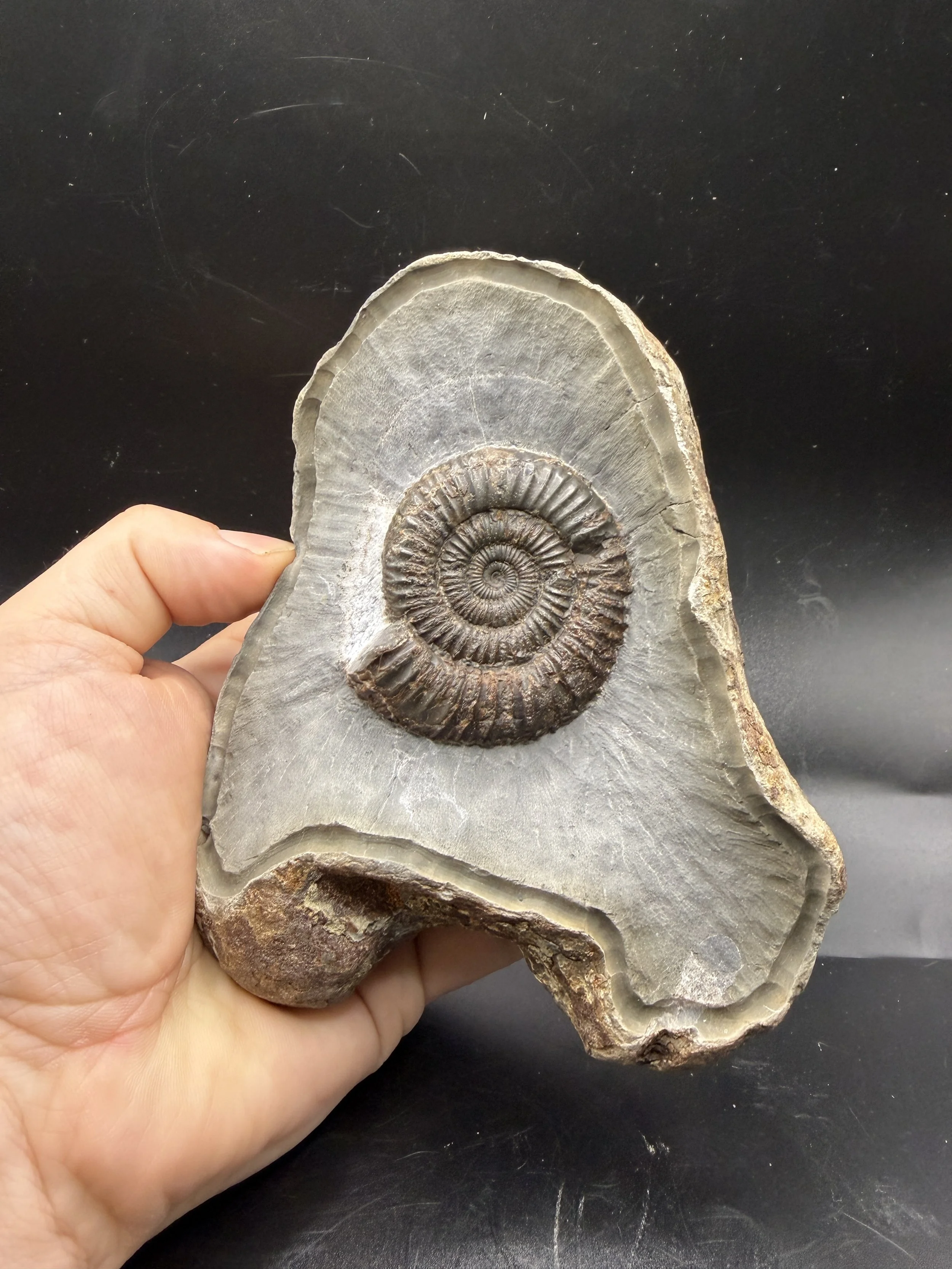 Dactylioceras Sp