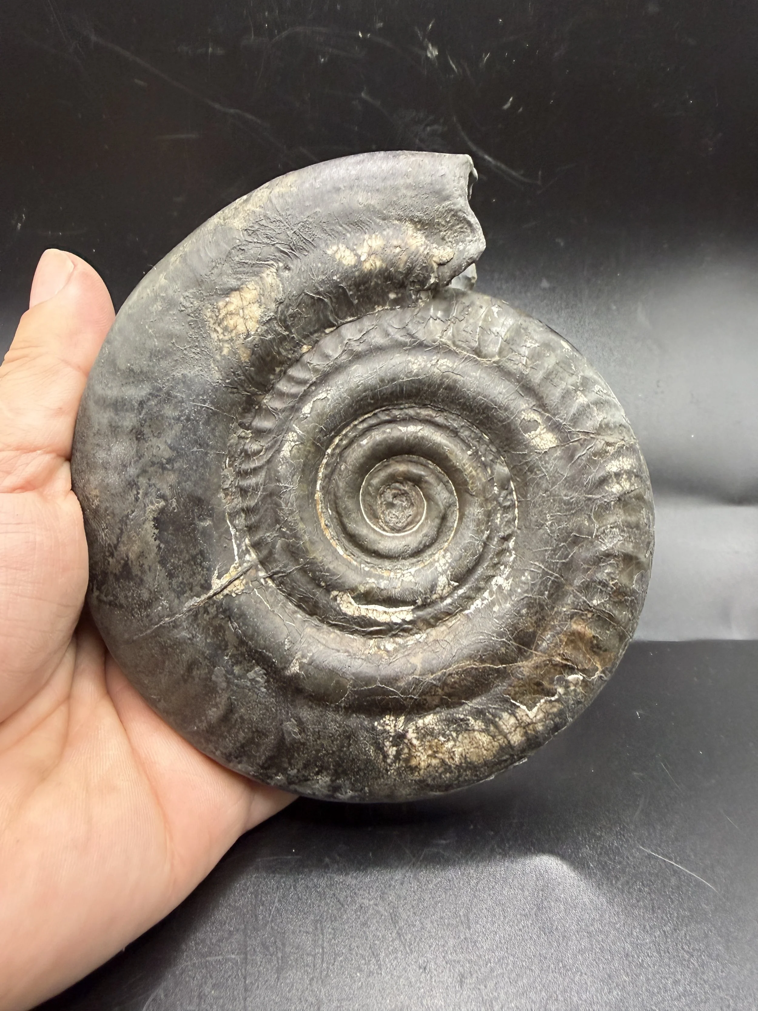 Hildoceras Bifrons