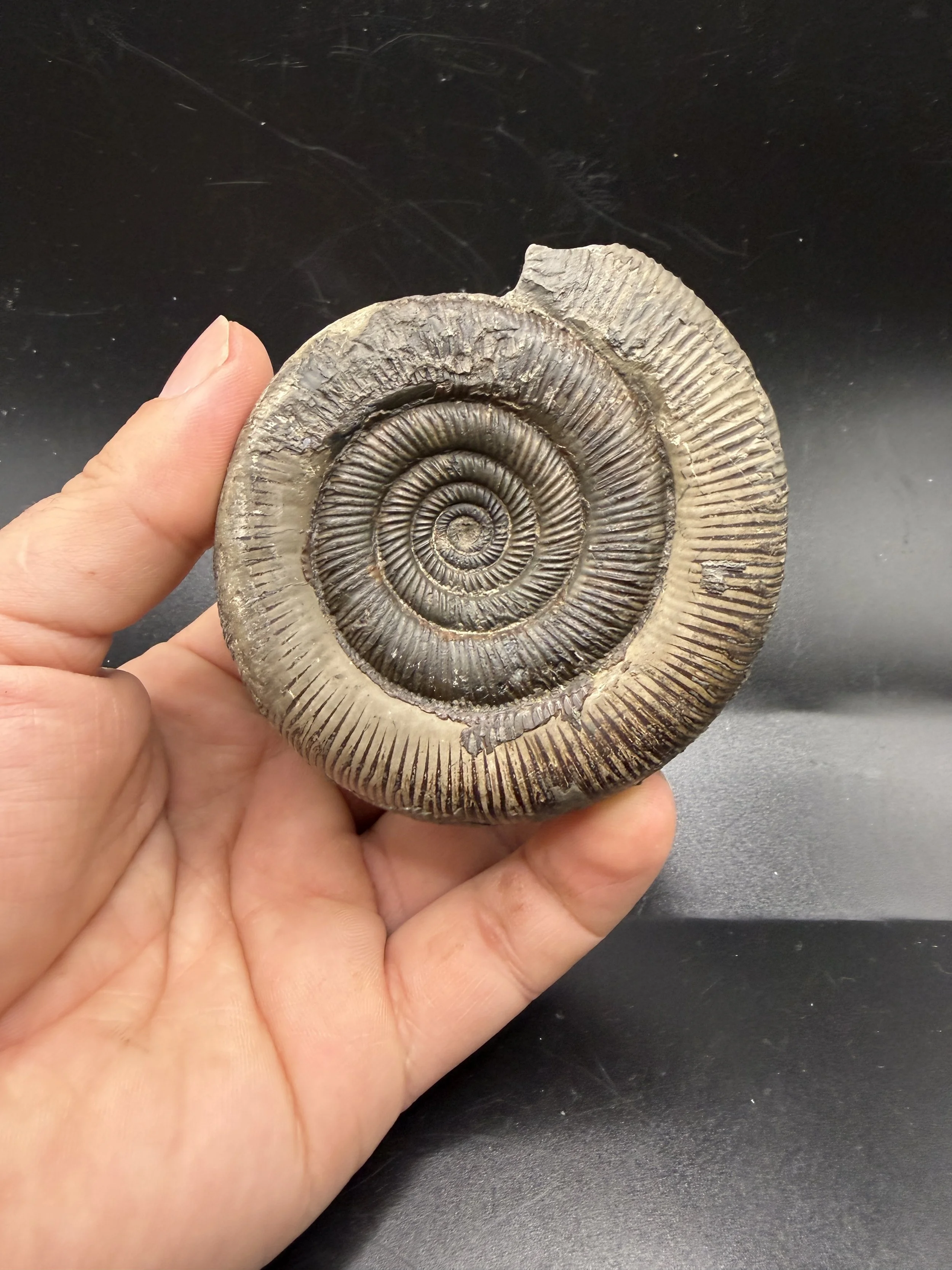 Dactylioceras Tenuicostatum