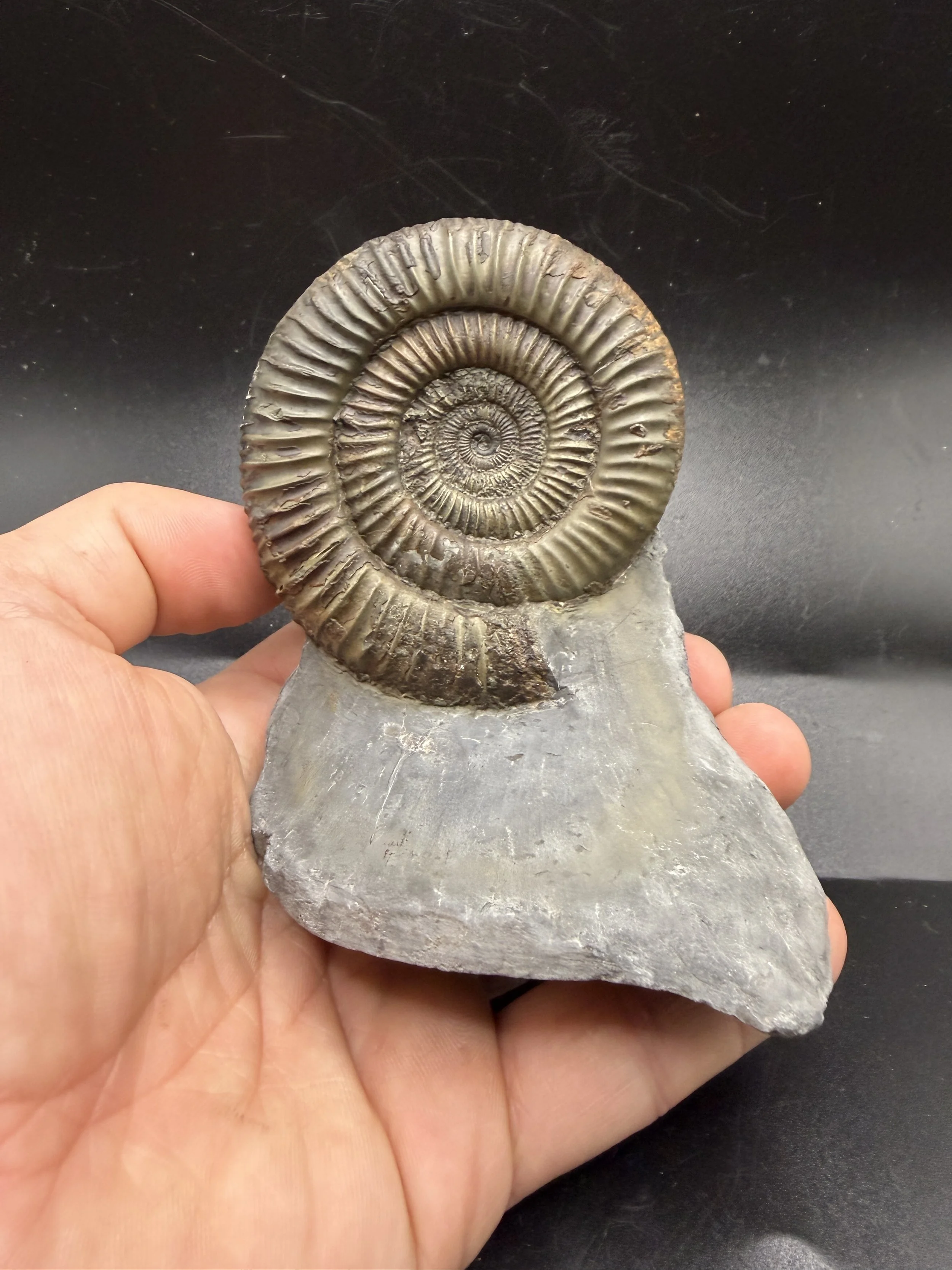 Dactylioceras SP