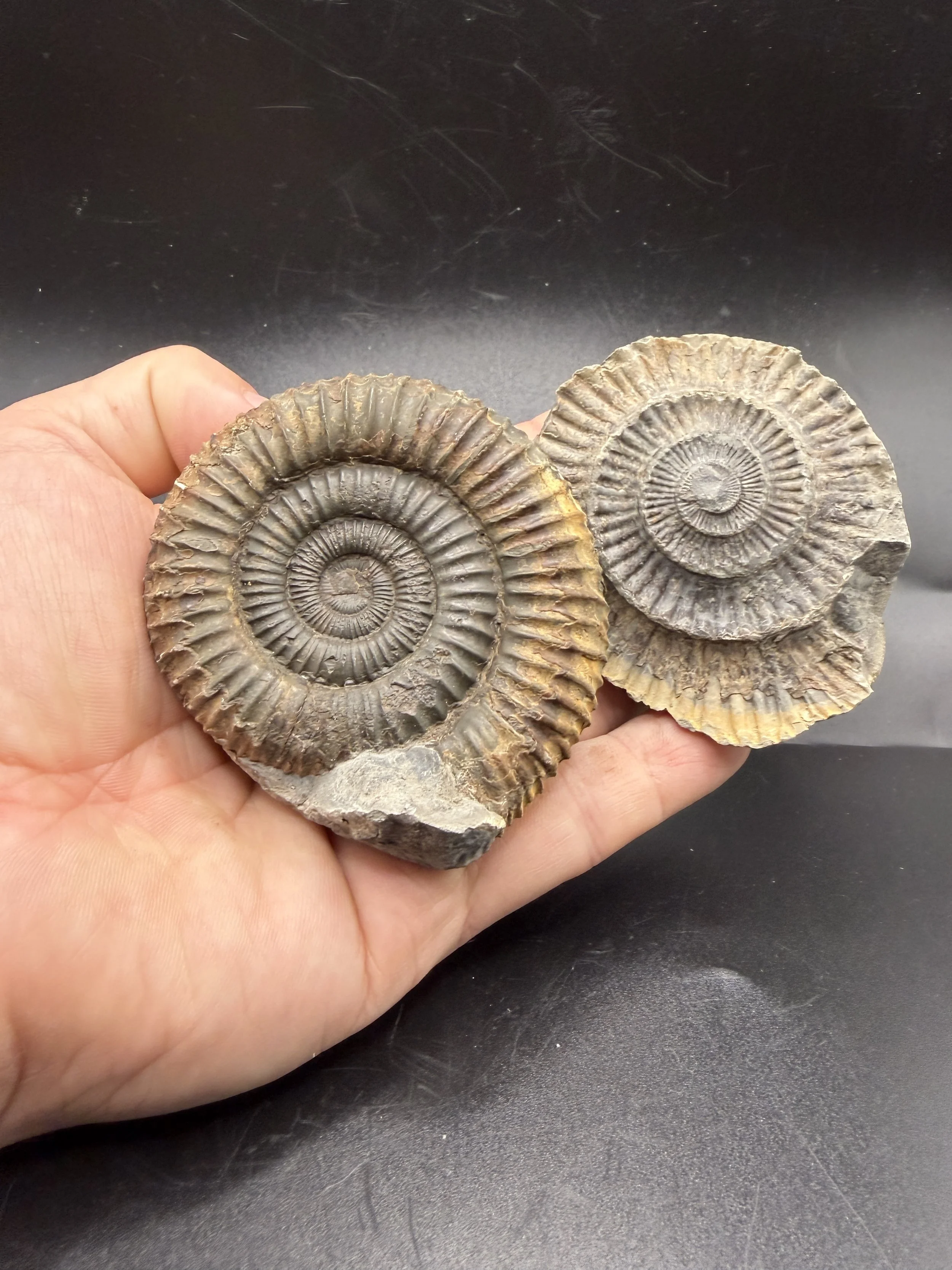 Dactylioceras Sp Pos/Neg
