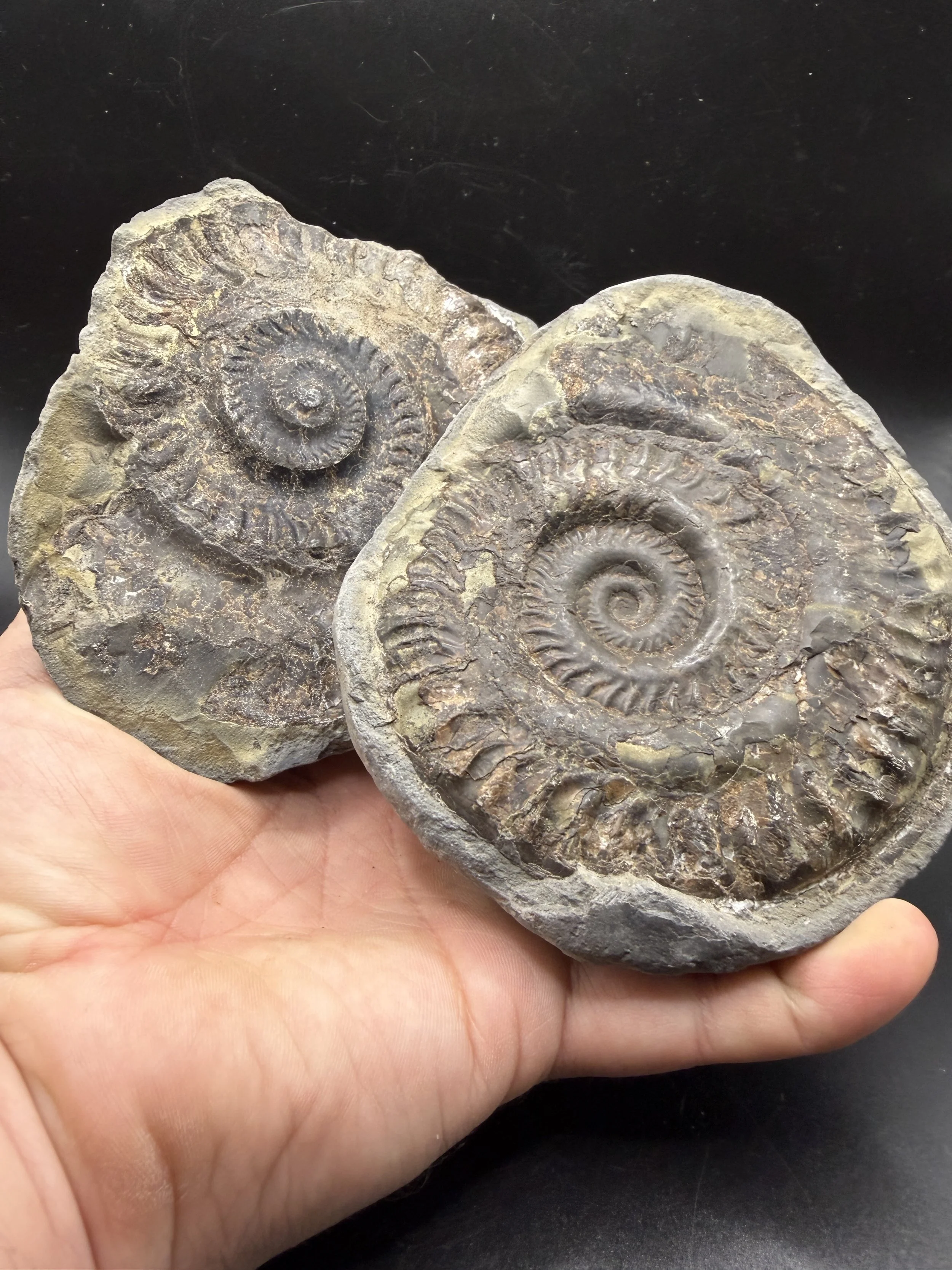 Hildoceras Lusitanicum Pos/Neg