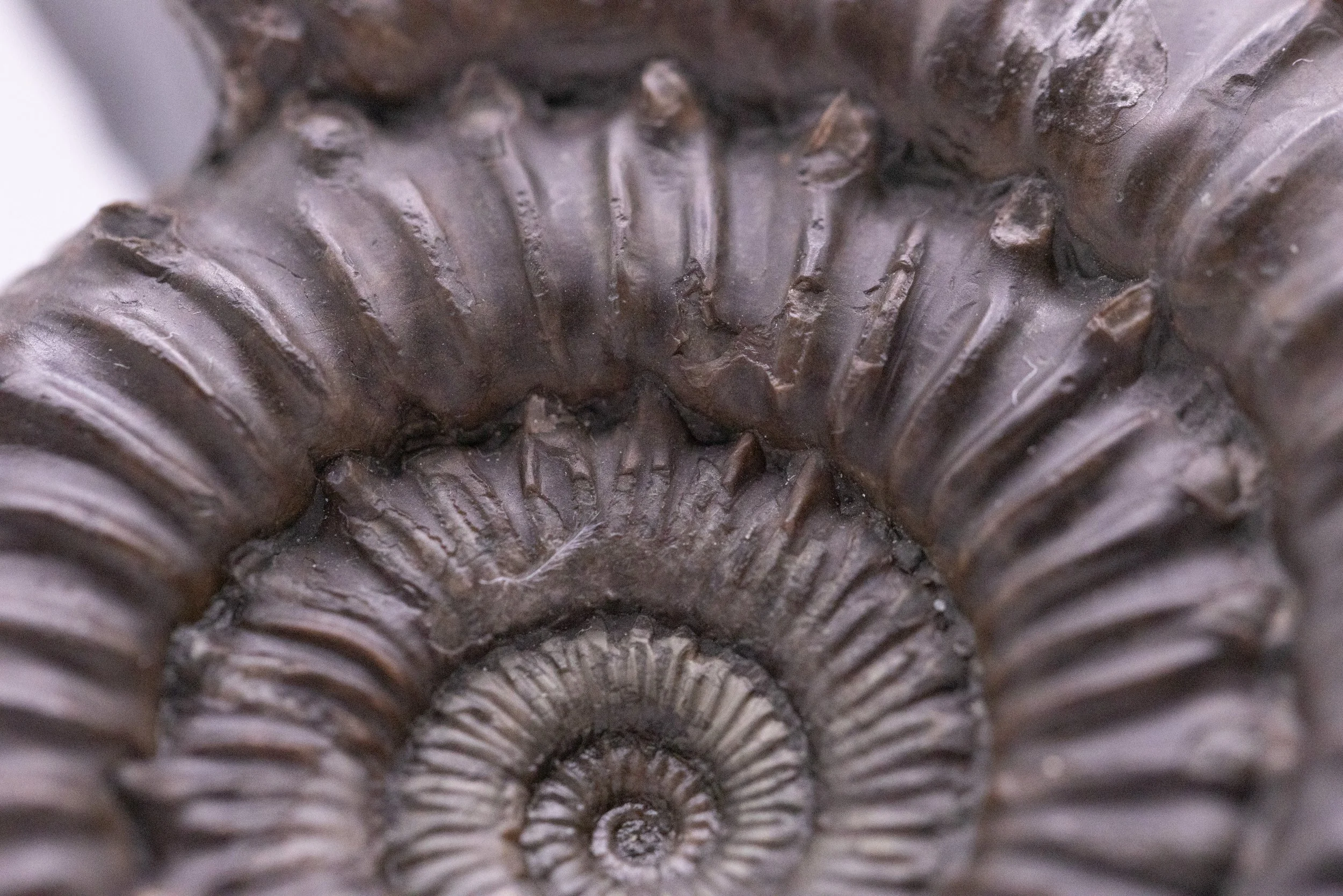 Close-up of a dark brown ammonite fossil showing detailed spiral shell pattern.