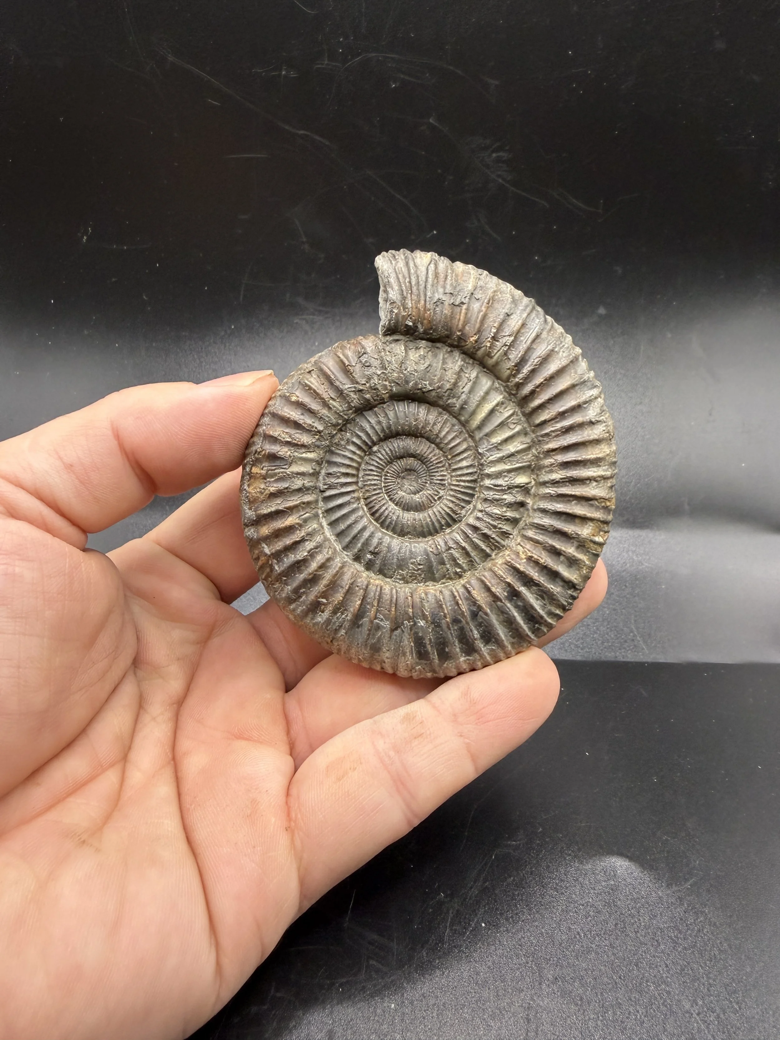 Dactylioceras Sp