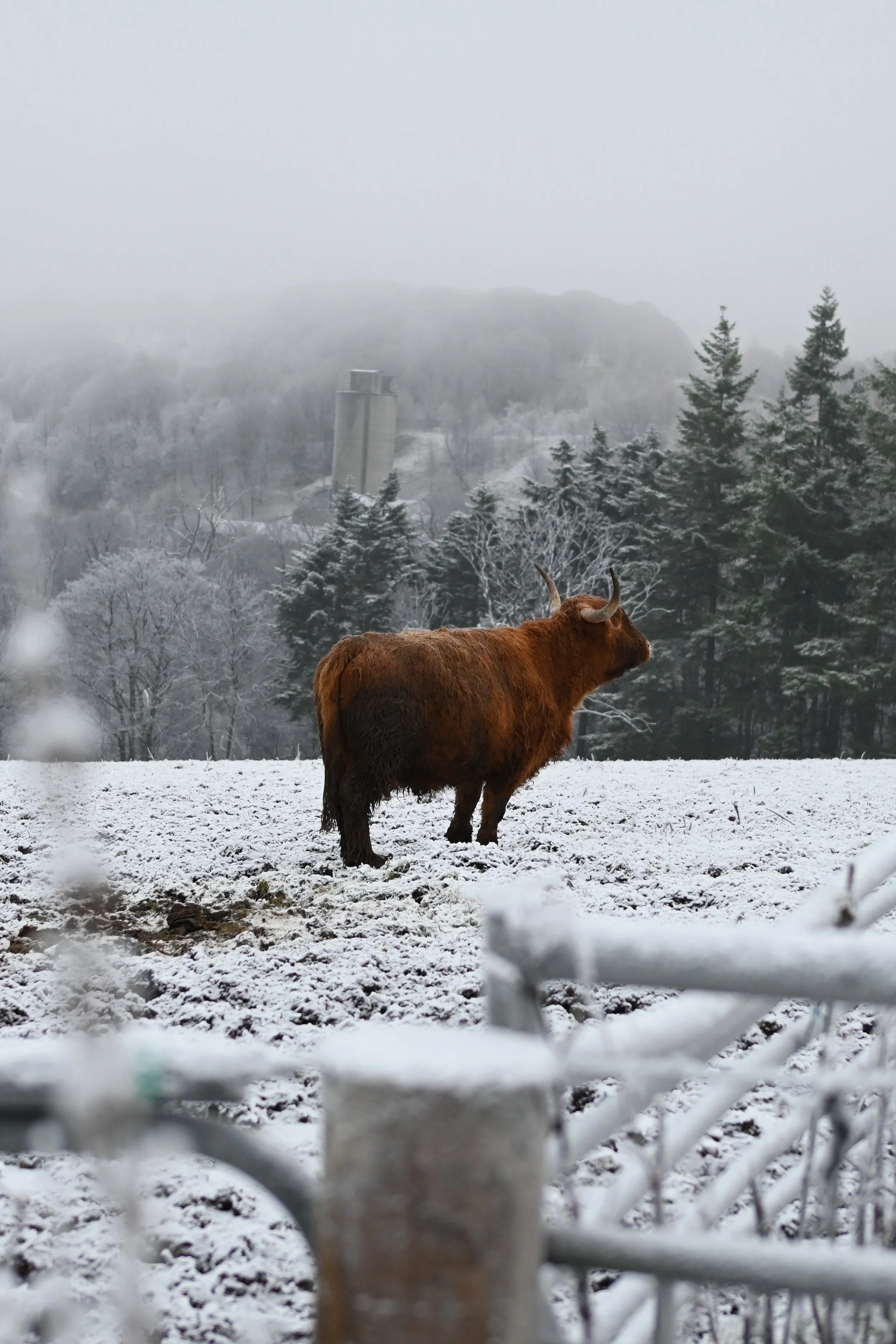 Prémices d'un renouveau_7617.jpg