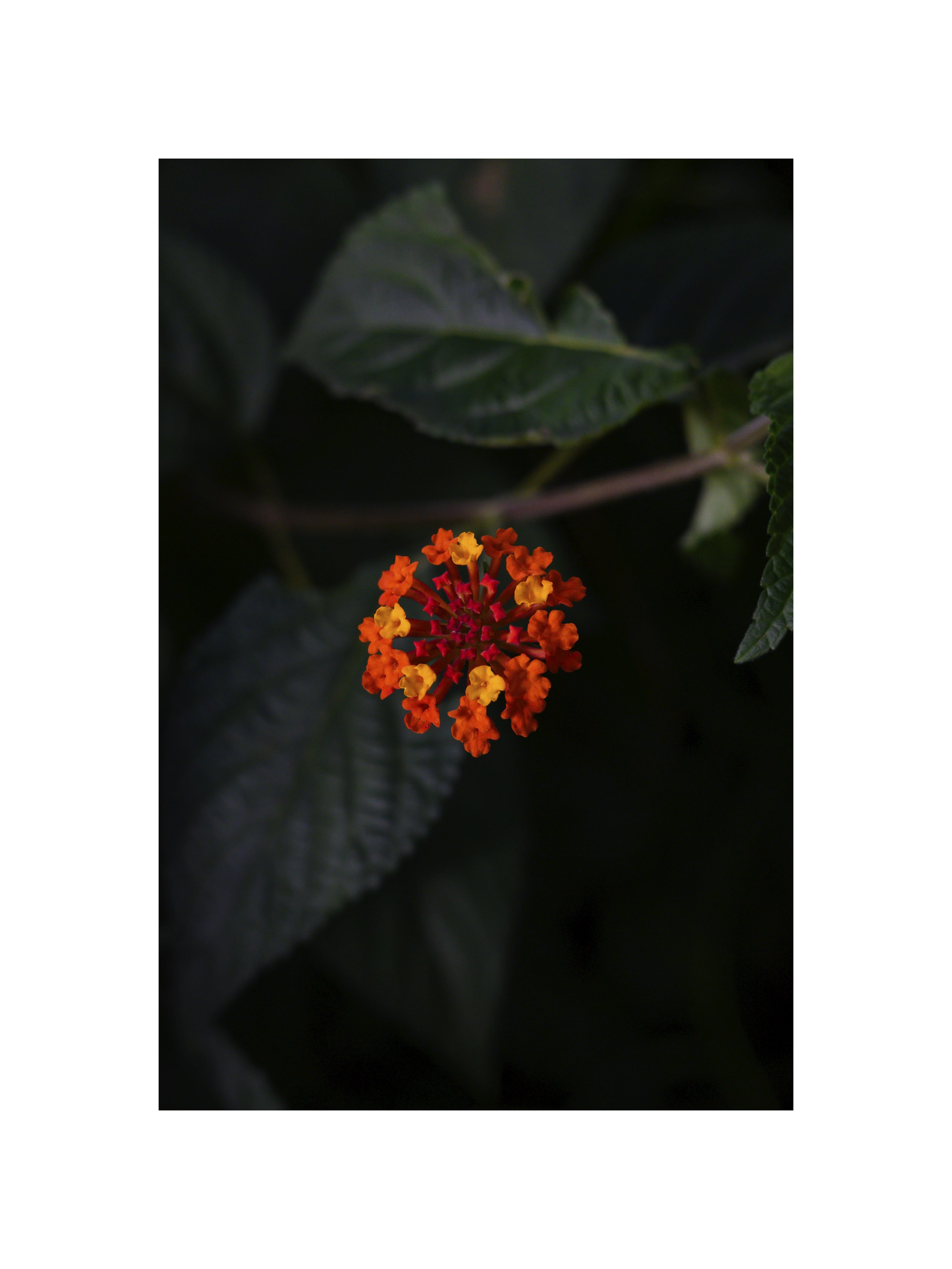 Jerico, 2025_1071-passepartout.jpg