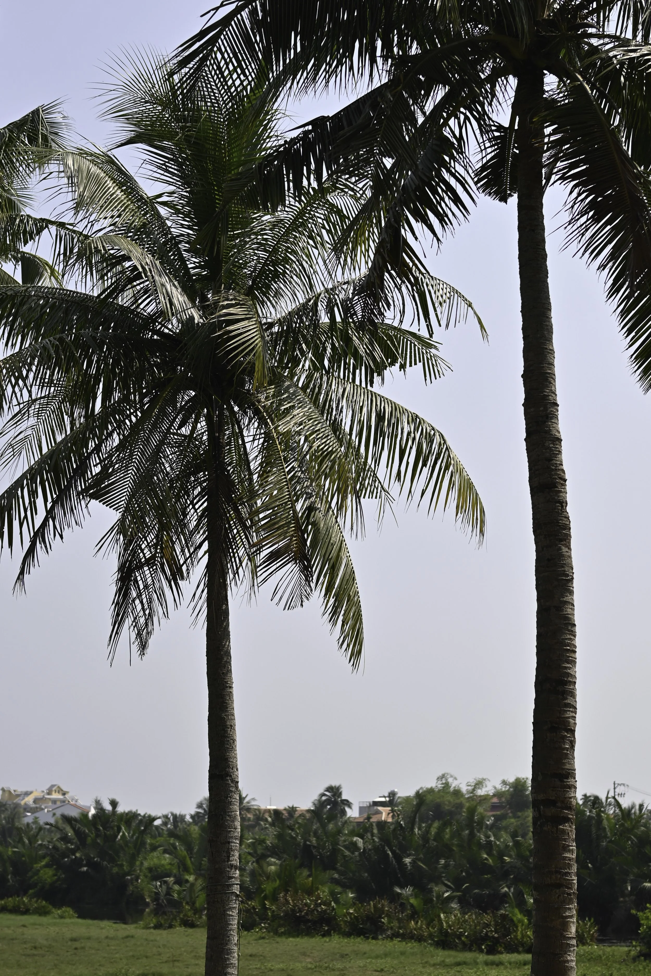 Vietnam 3_Vietnam_DSC_2023.jpg