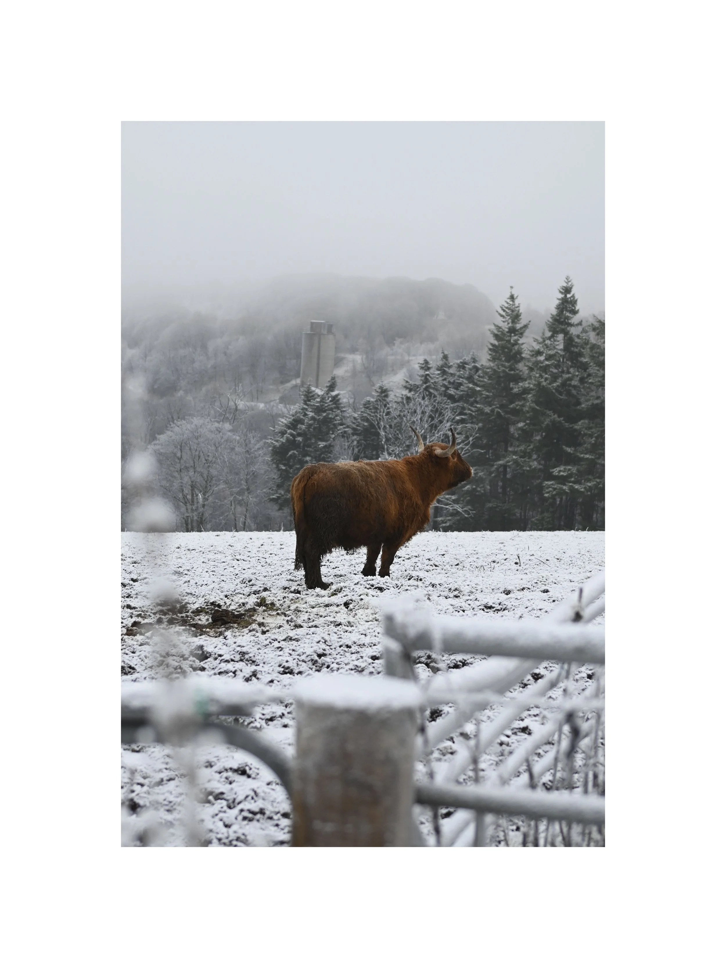 Prémices d'un renouveau, passepartout_7617.jpg