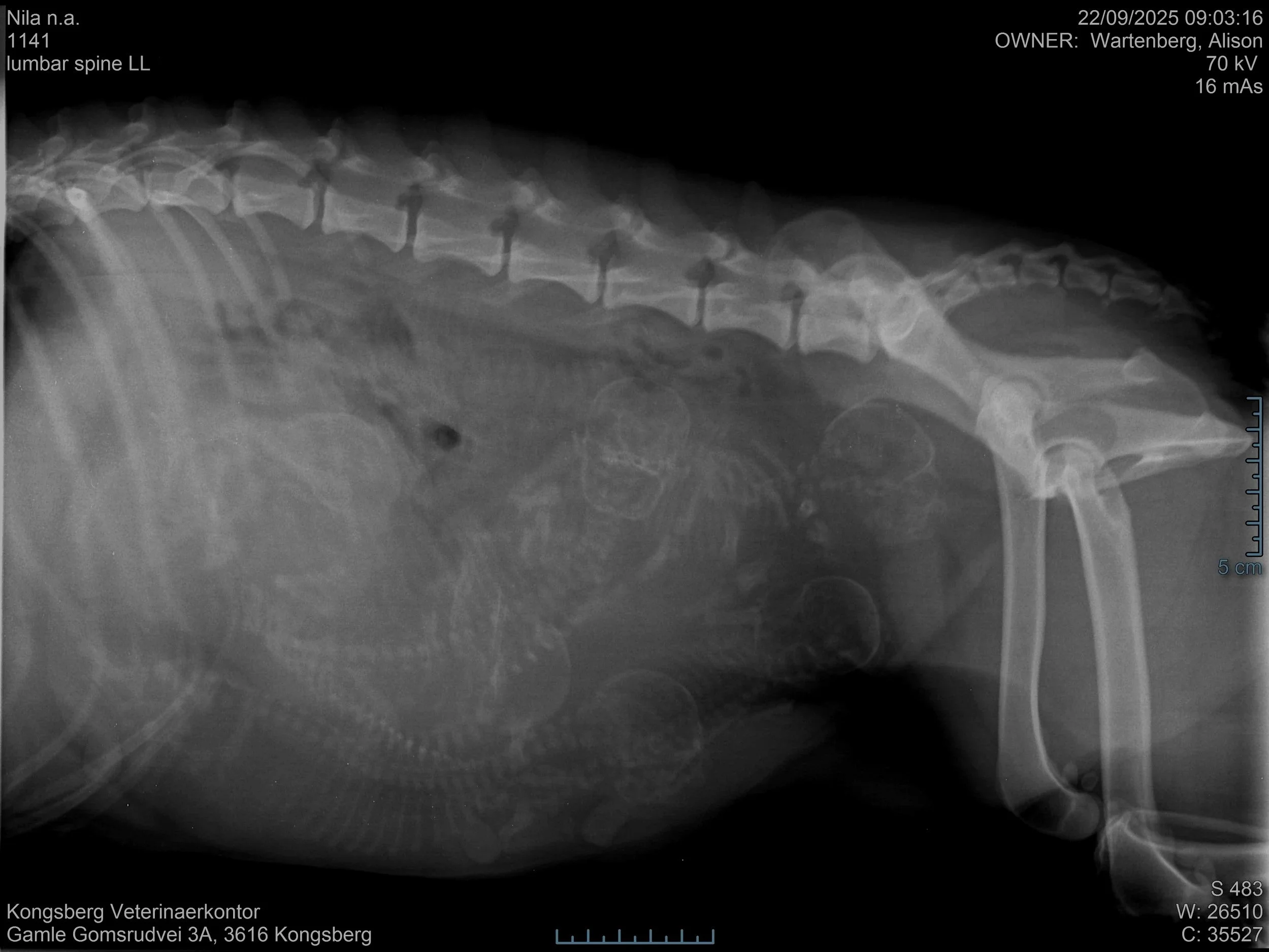 Røntgendagen – og den hodeløse valpen!