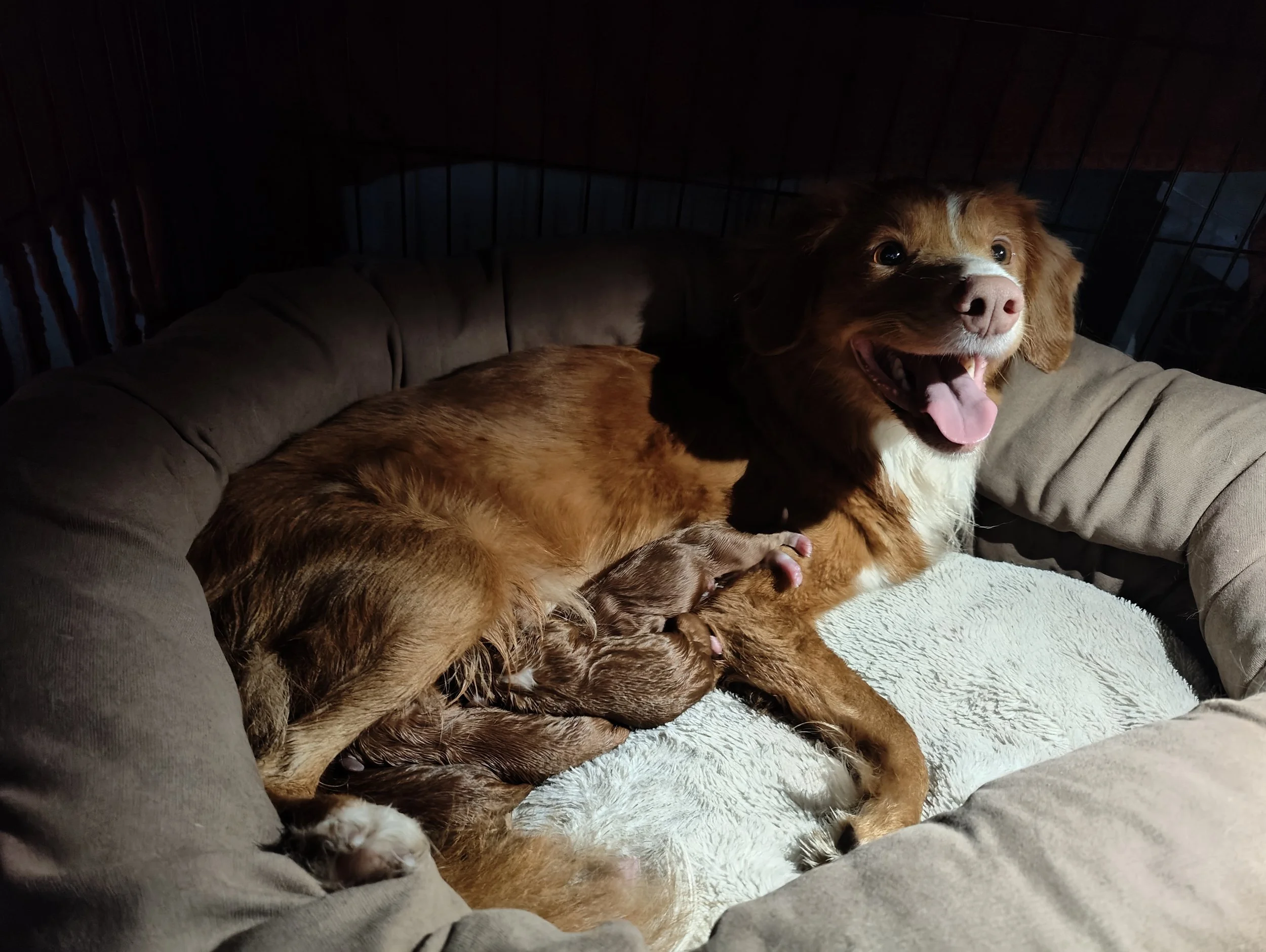 Valpene er her! 🐾