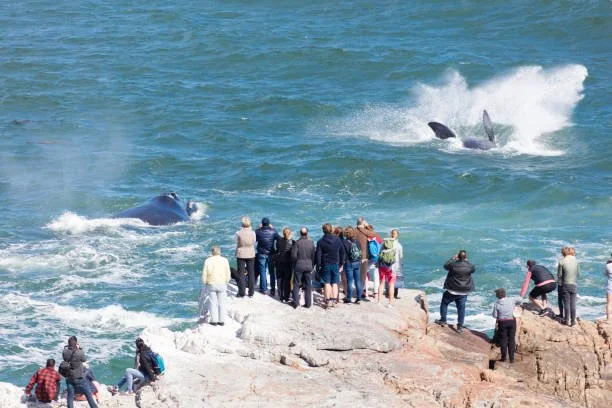 🐋 【全球最佳陆地观鲸】赫曼努斯+R44最美公路+企鹅湾 绝美一日游