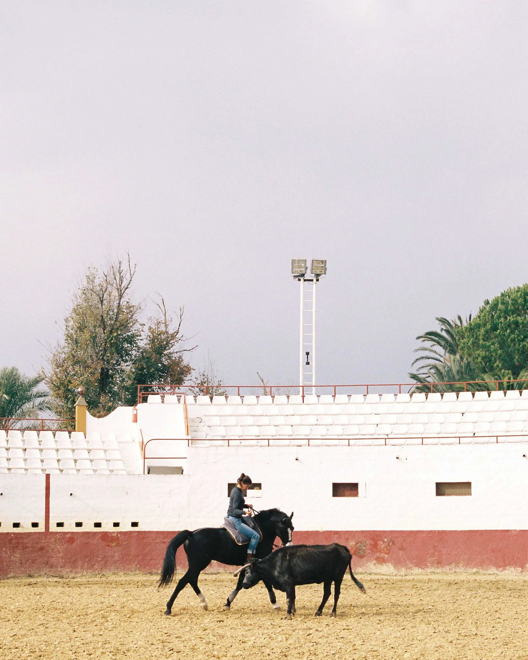 A woman riding a black horse in an arena, with a black calf standing nearby, against a background of white bleachers and trees.