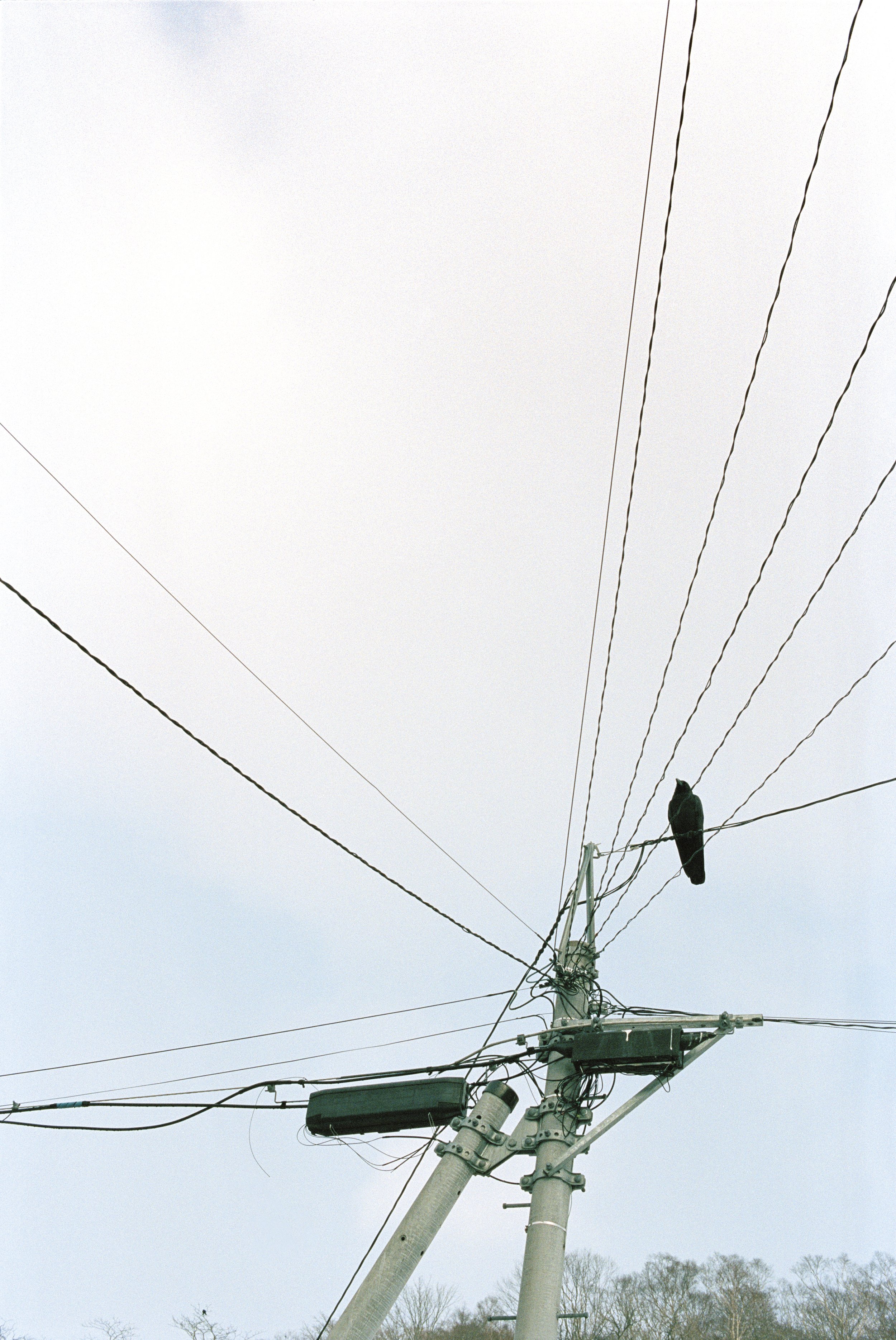 Utility pole with power lines and a black bird perched on one of the wires